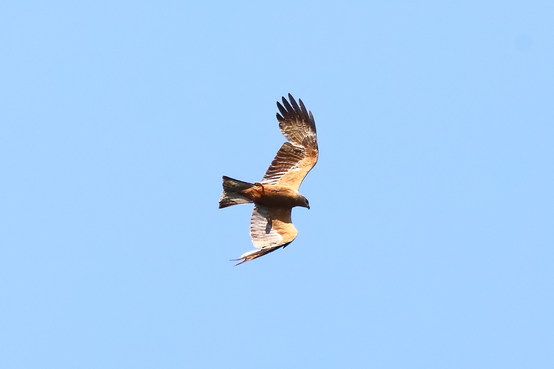 Black Kite 13-07-2023