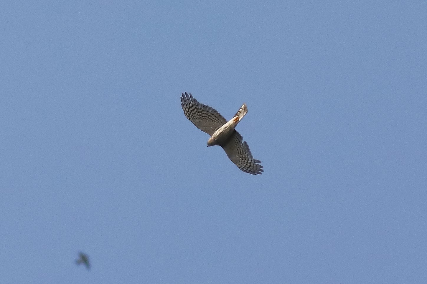 Sparrowhawk 15-07-2023