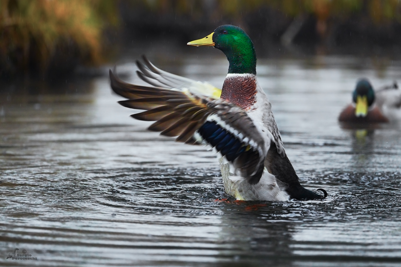 The embrace of the mallard
