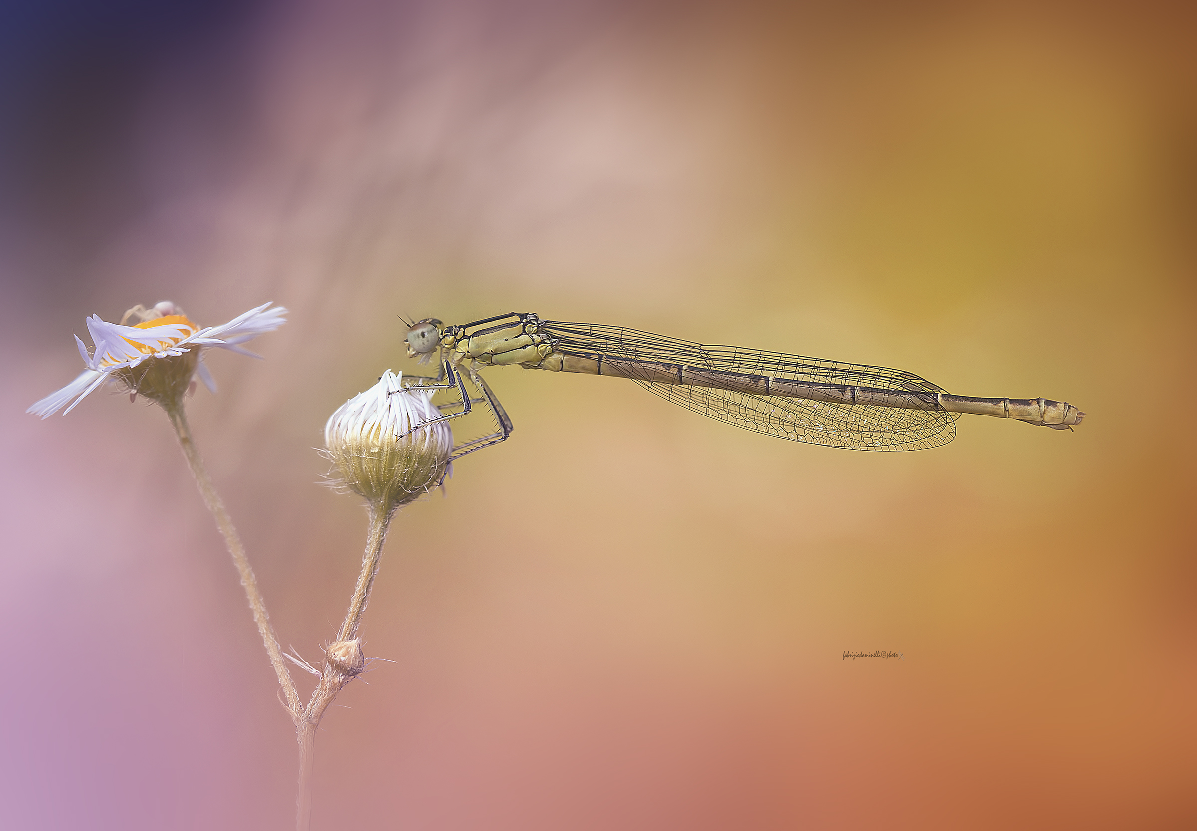 Erythromma lindenii - Goblet-marked Damselfly