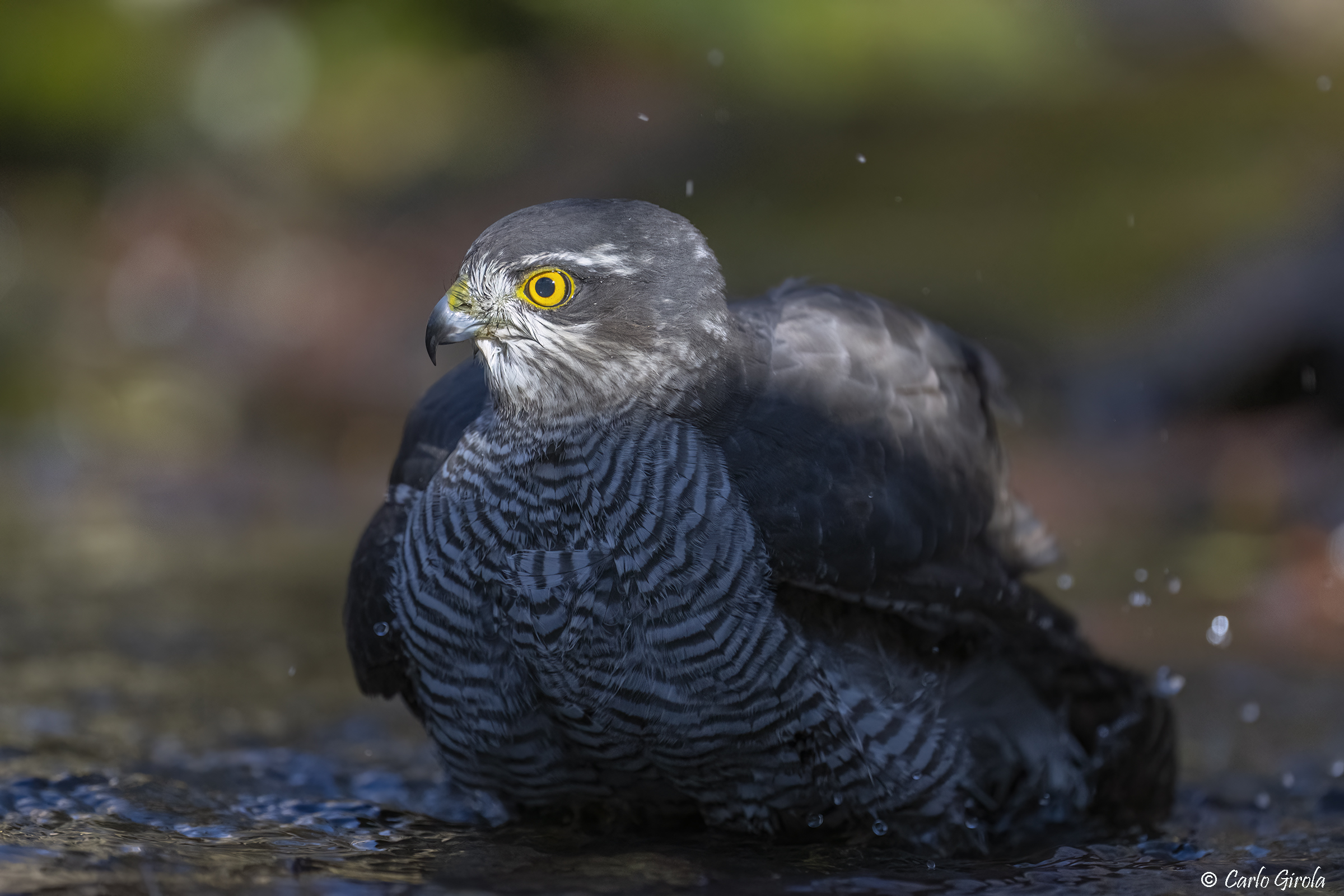 Sparrowhawk (Accipiter nisus)