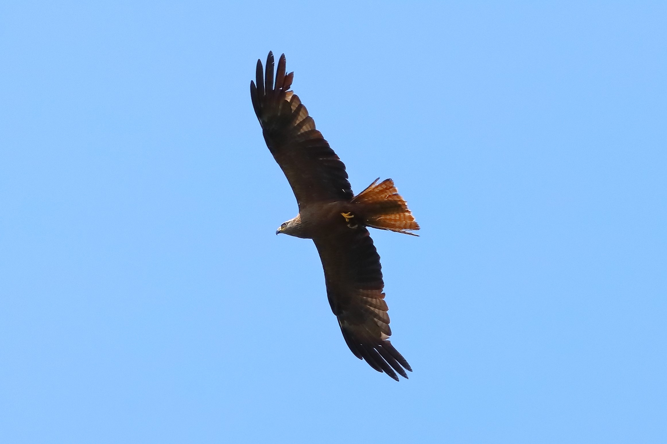 Black Kite 21-07-2023