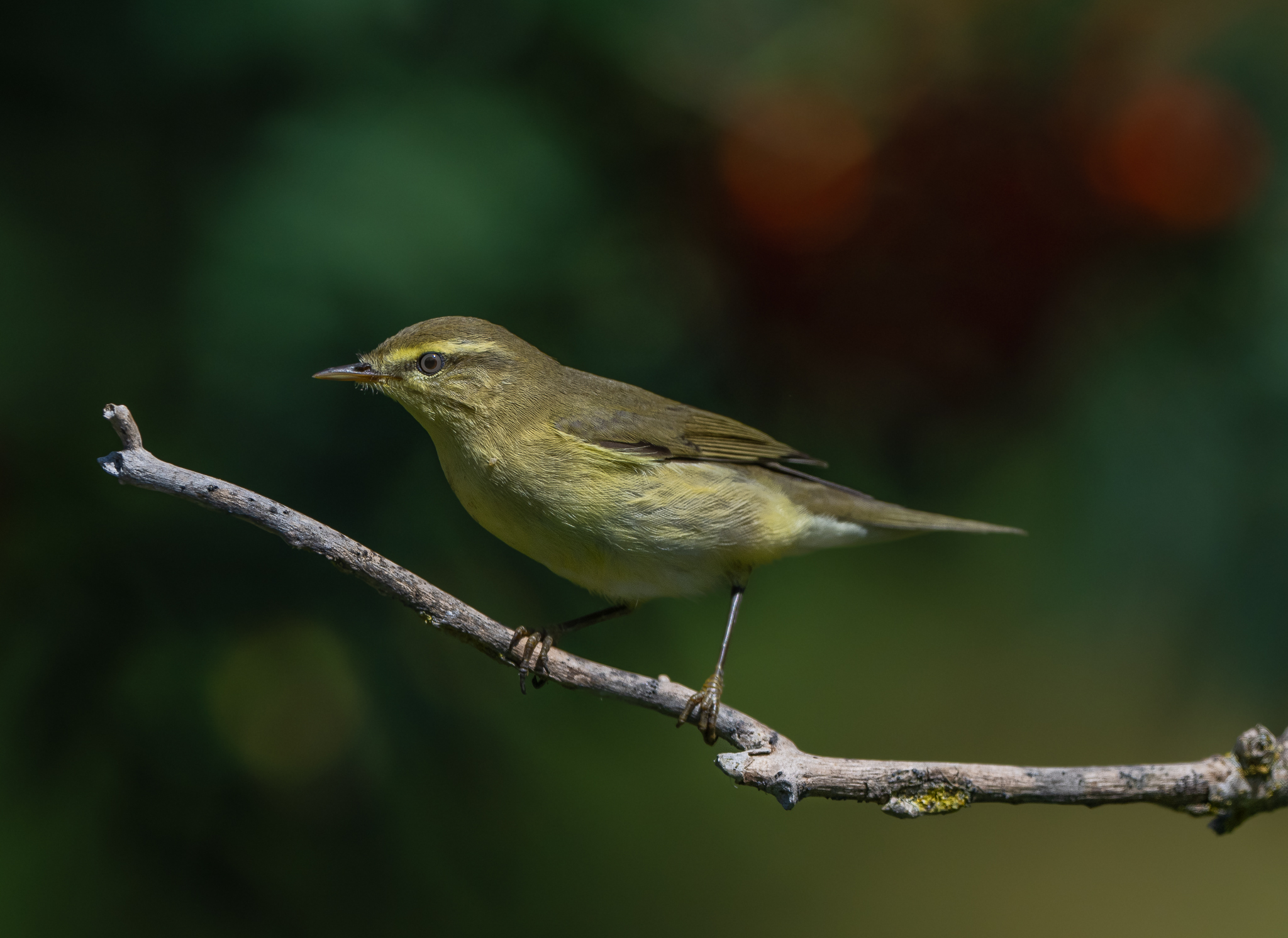 He's big and has a quick, straight flight