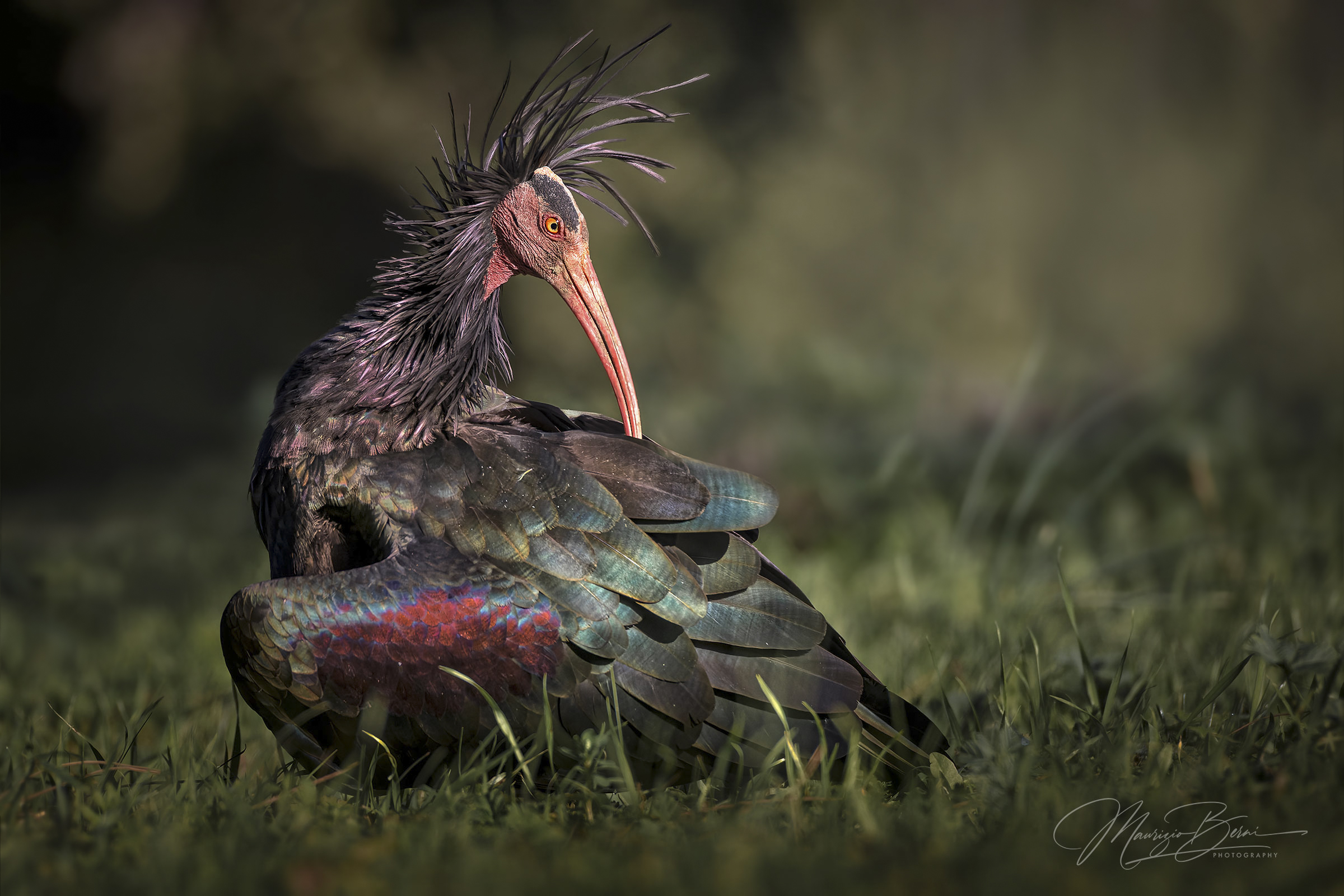 Ugly "Ceffi" in the Land of Maremma