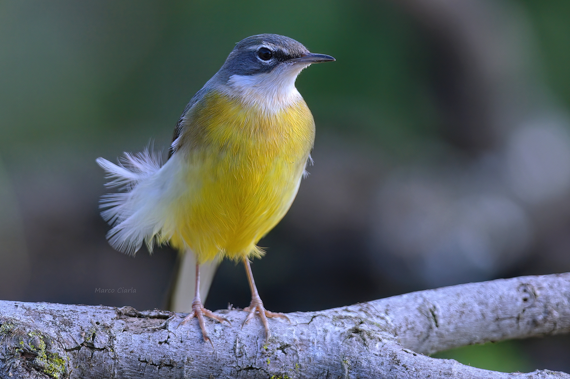 Ballerina gialla (Motacilla cinerea )