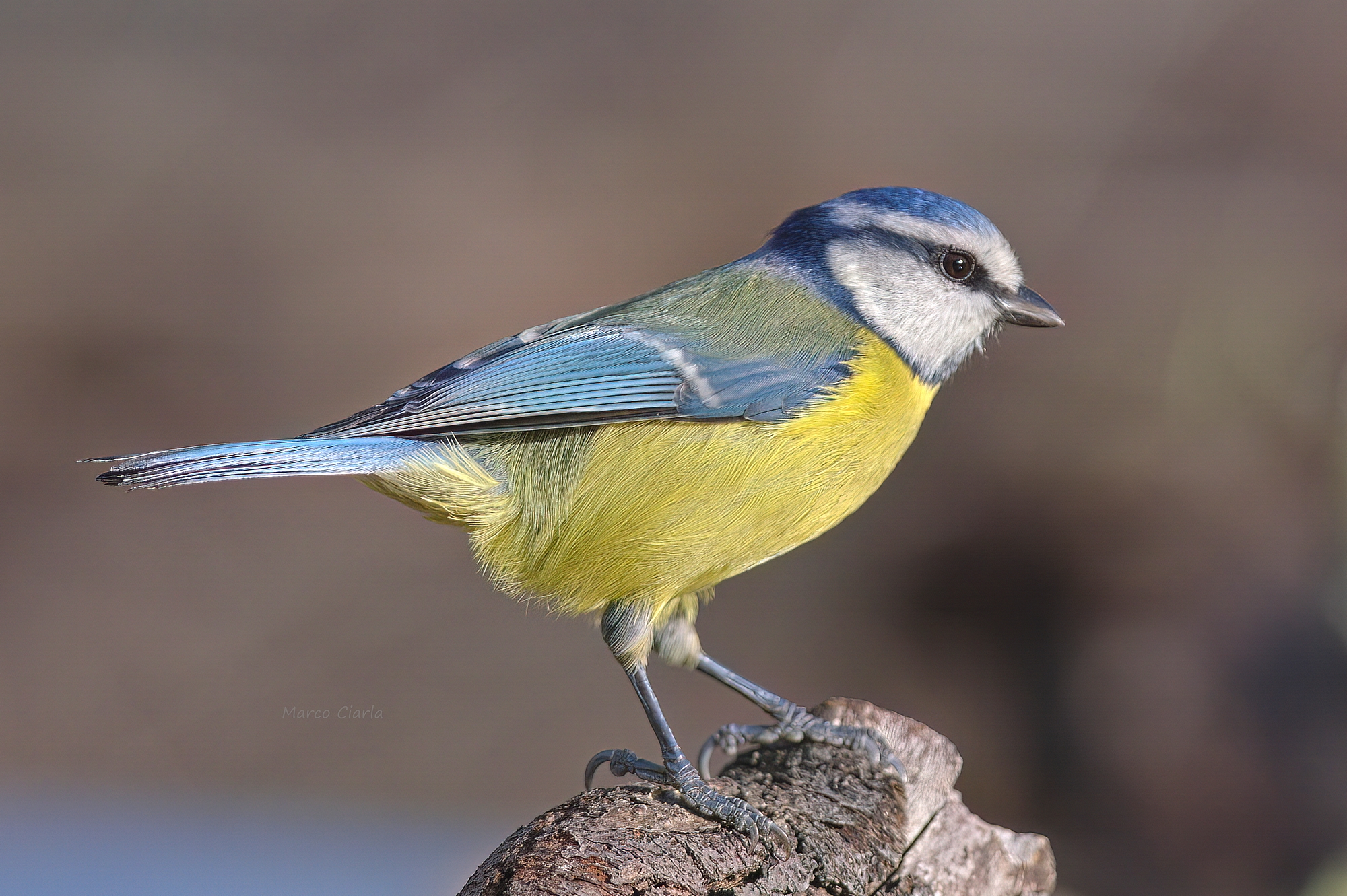 Cinciarella (Cyanistes caeruleus)