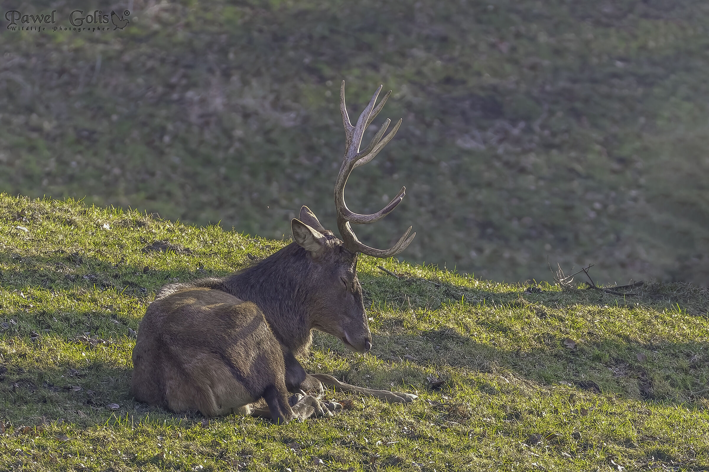 The red deer (Cervus elaphus)