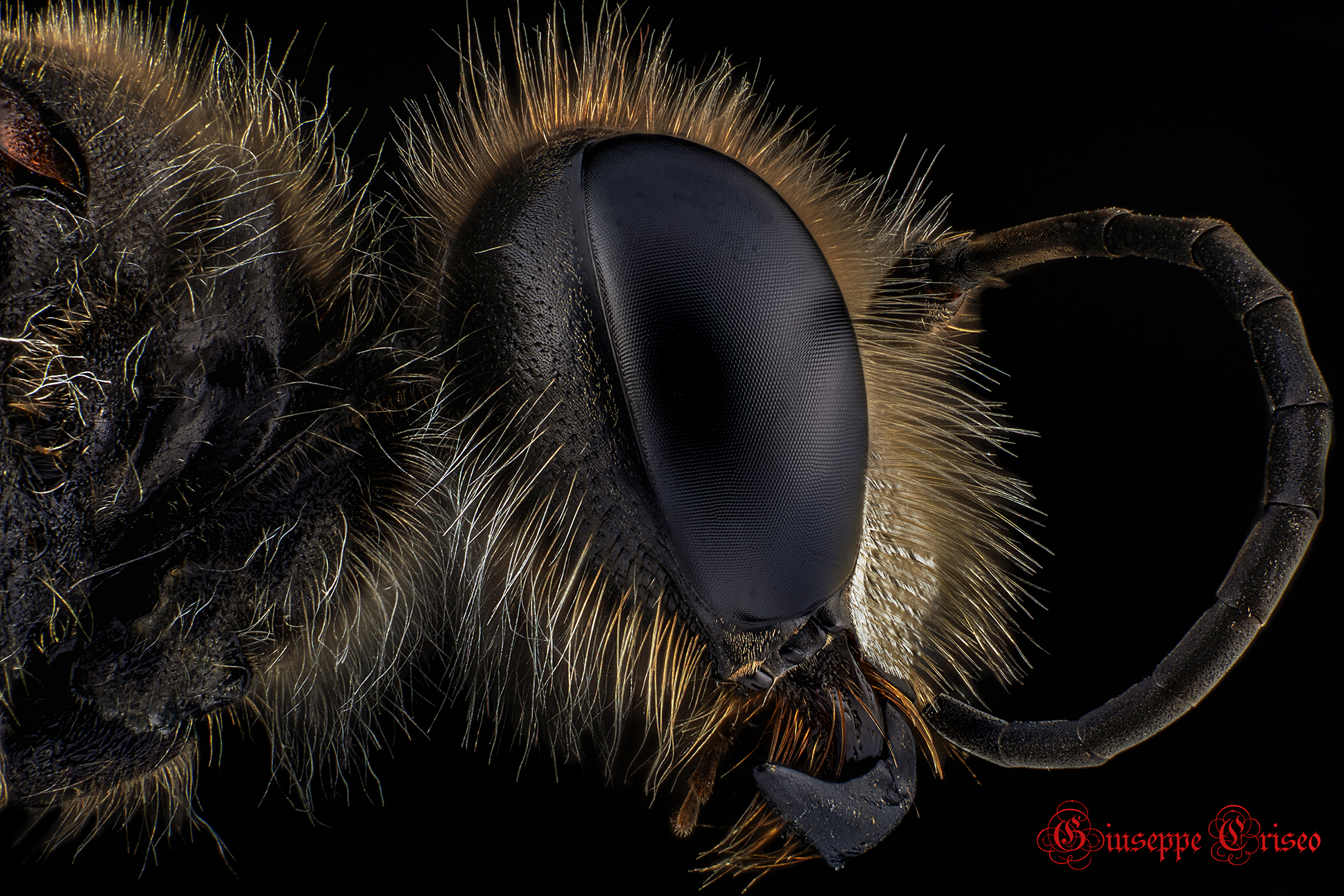 Sphex funerarius, Hymenoptera