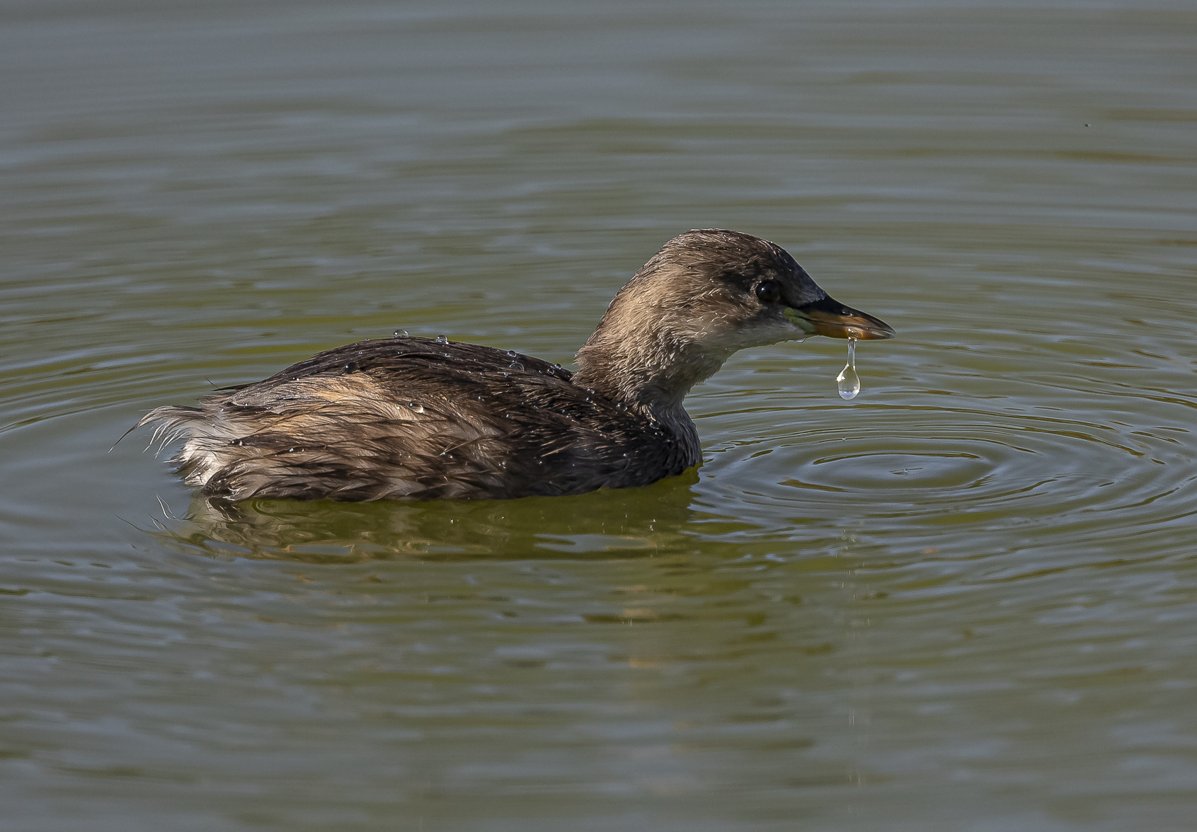 Se c'è la goccia è...