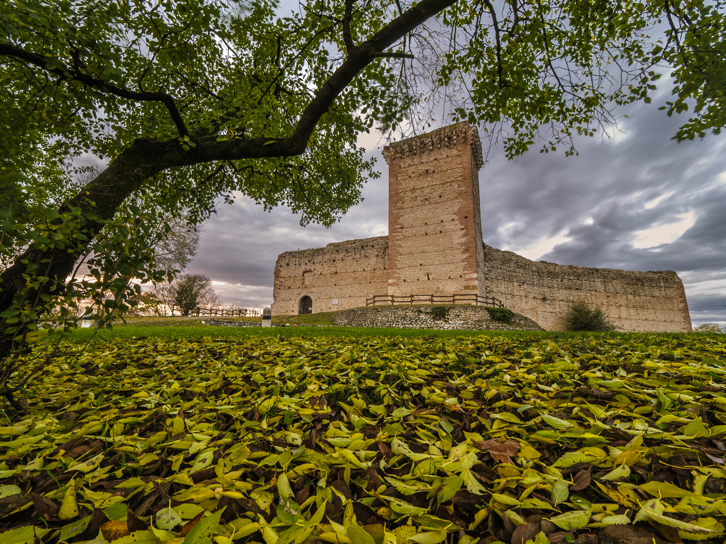 The Carpet of Leaves