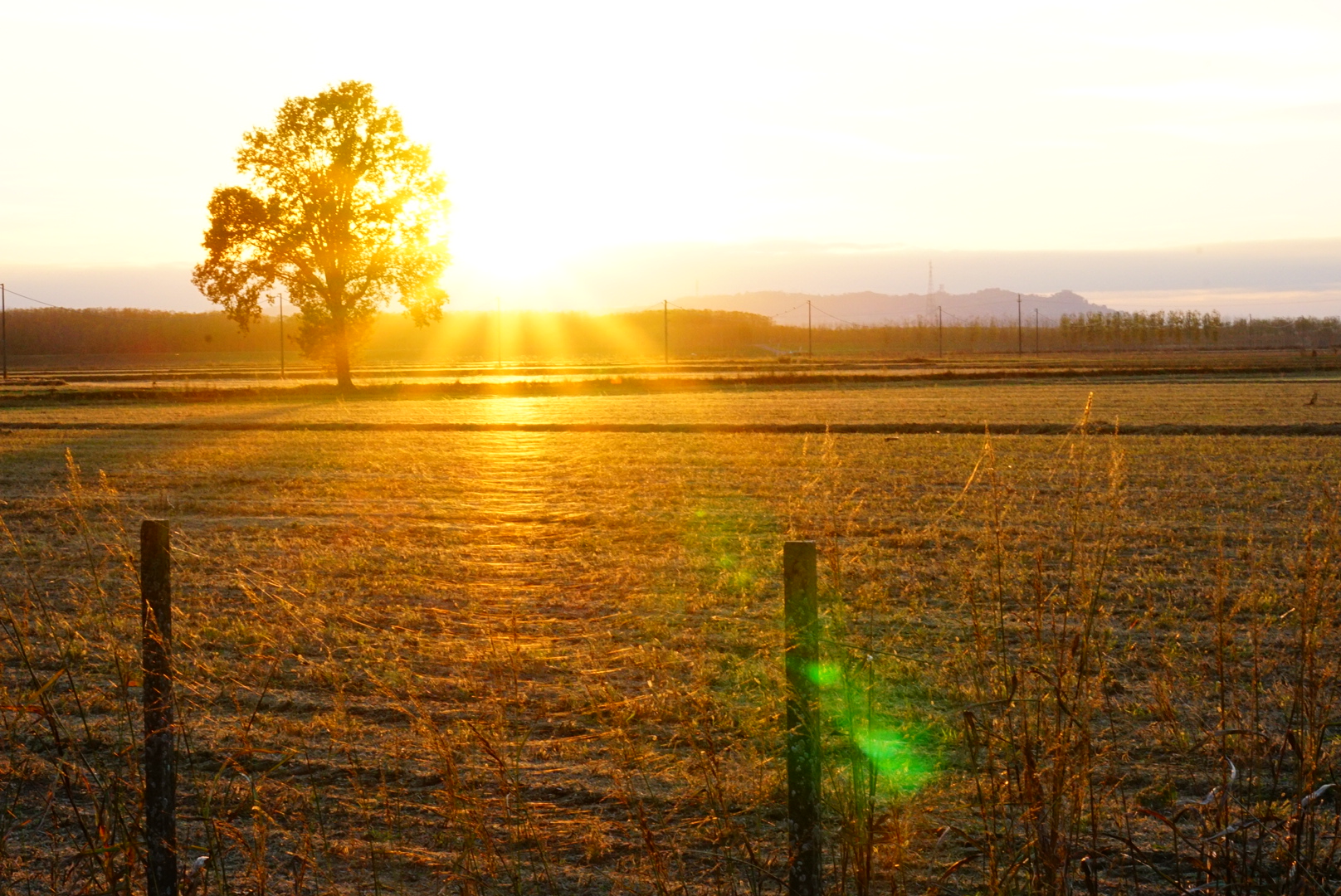 The sun
