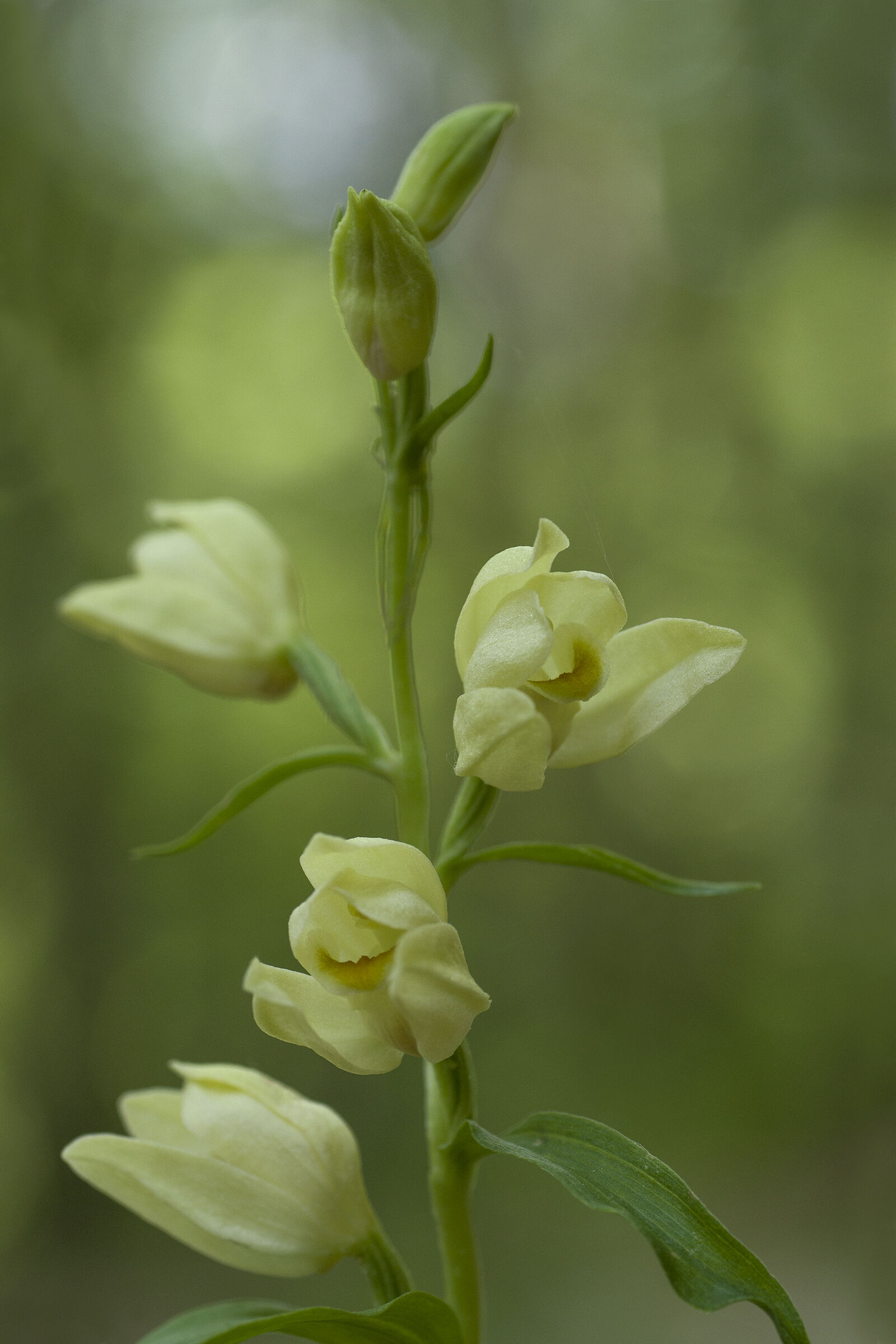 Cephalantera damasonium 1782
