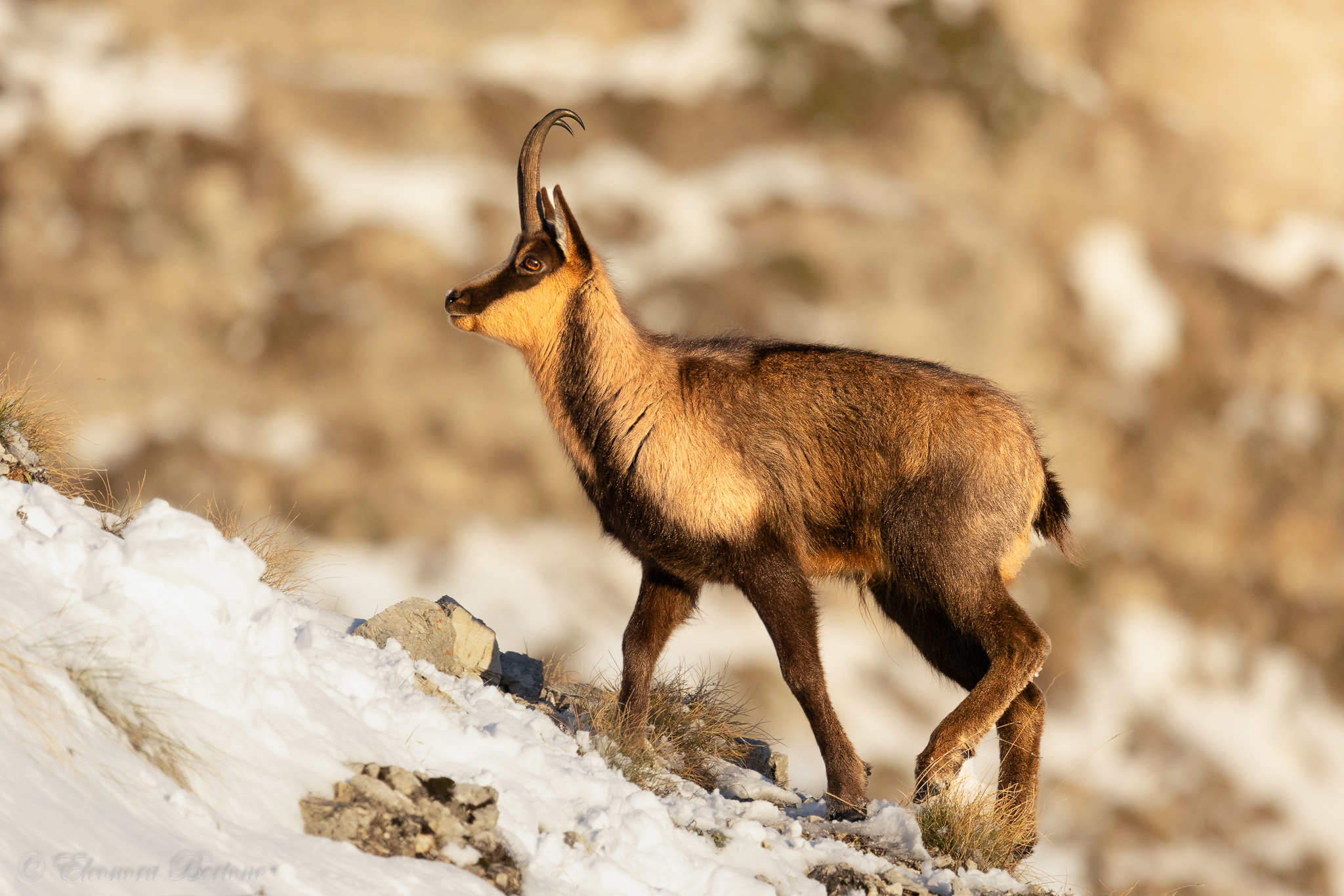 Sunset with a new fluffy friend