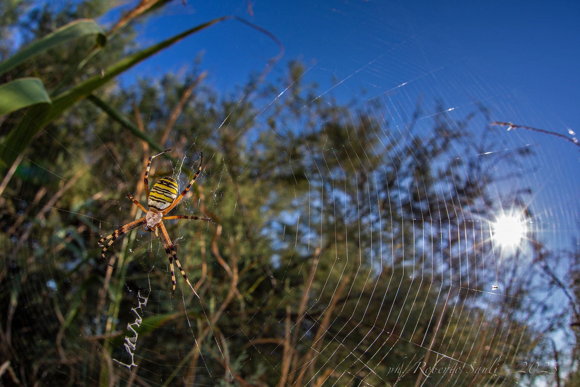 Ragno tigre o Ragno vespa (Argiope bruennichi)