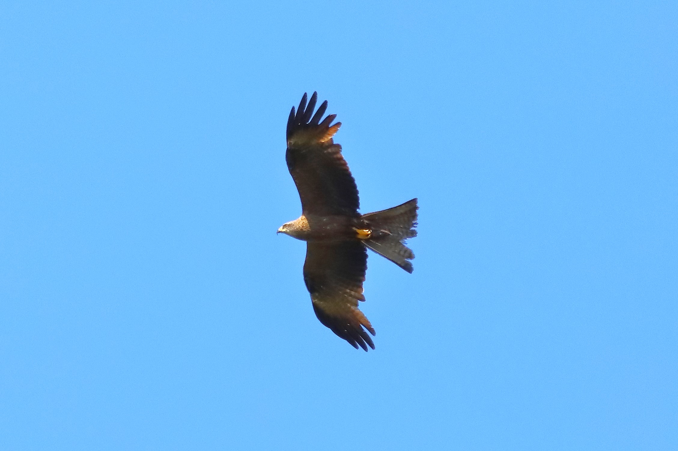 Black Kite 09-07-2023
