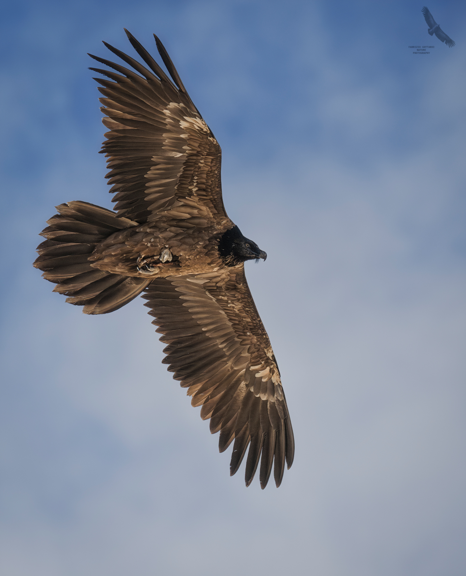 Bearded vulture 1st year