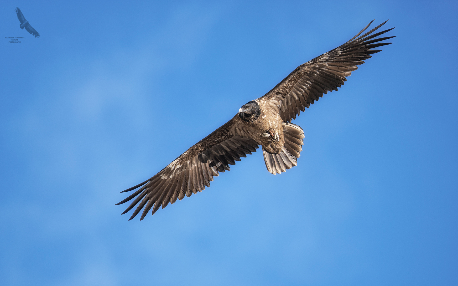 Bearded vulture 1st year