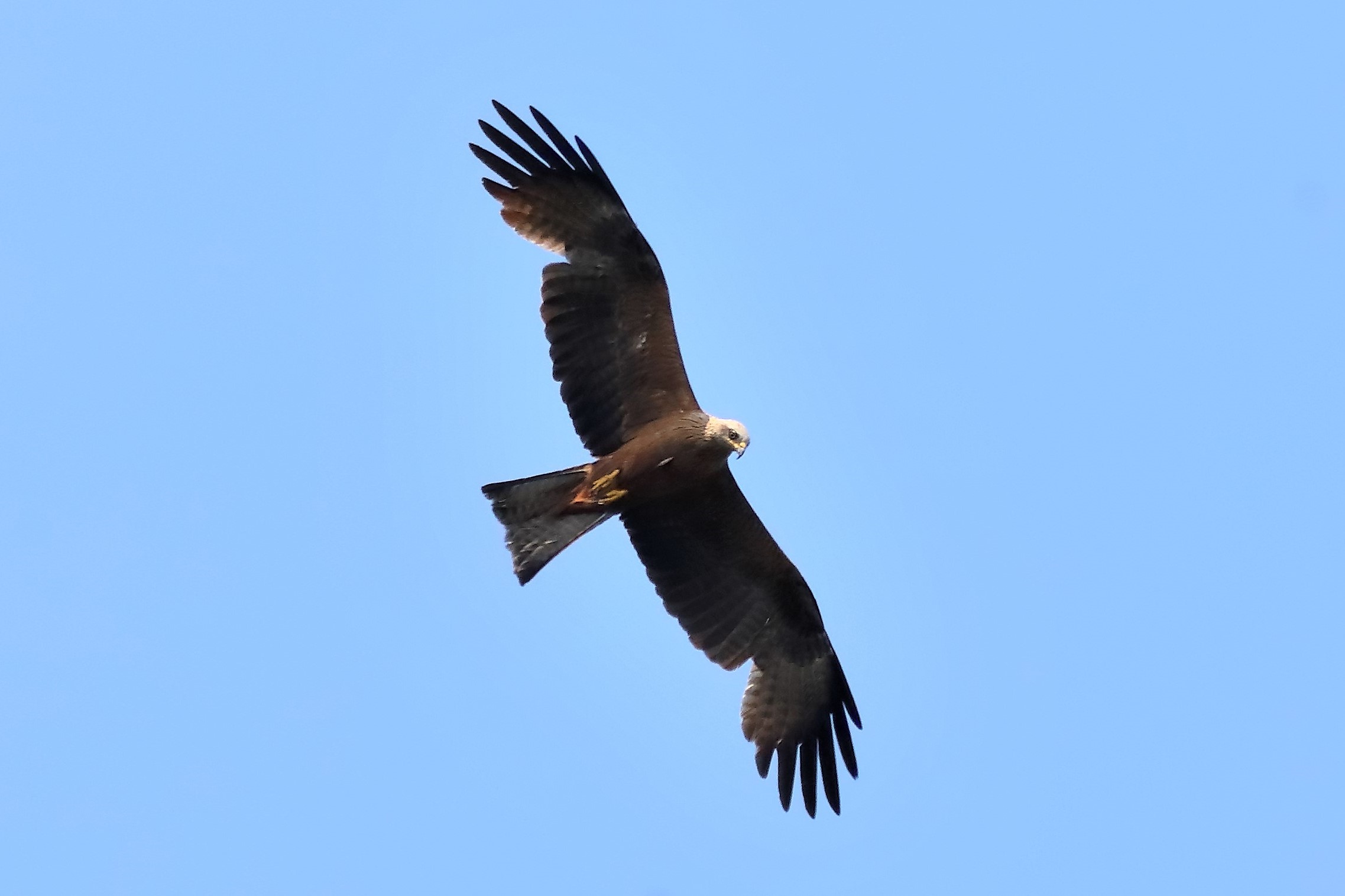 Black Kite 11
