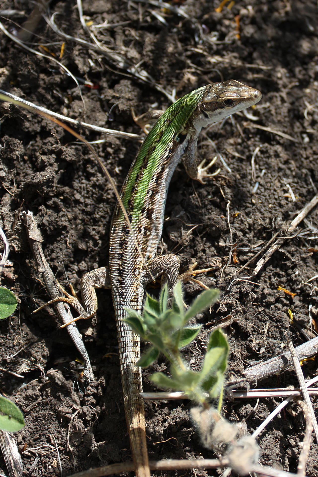 My first Macros: Podarcis siculus