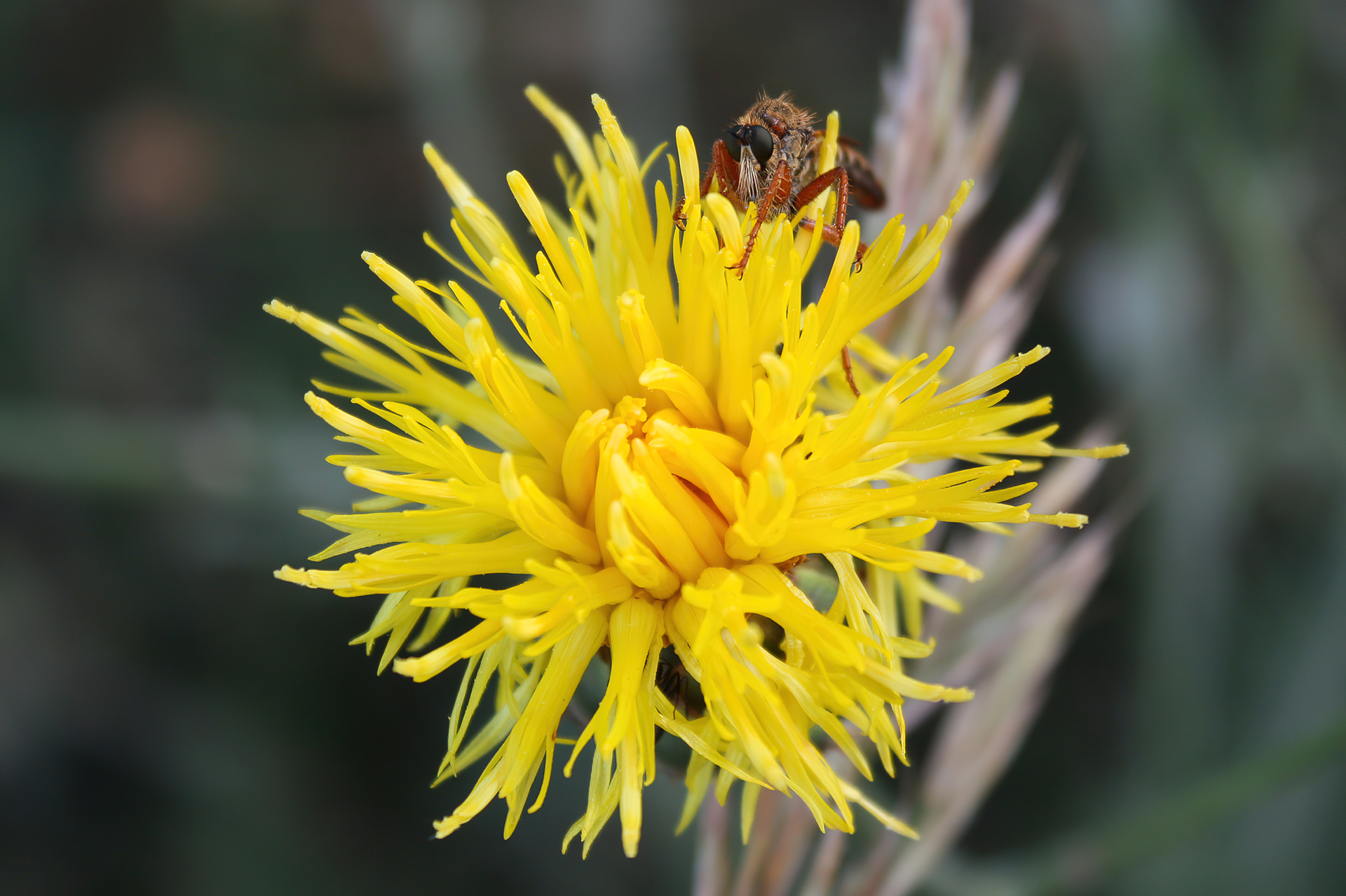 My first Macros: Asilidae sp.