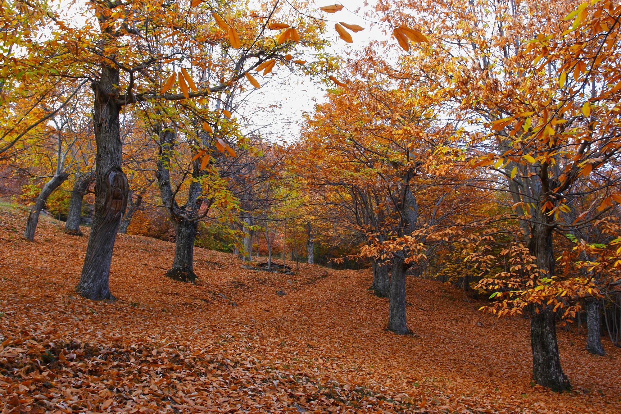 Autumn forest 2