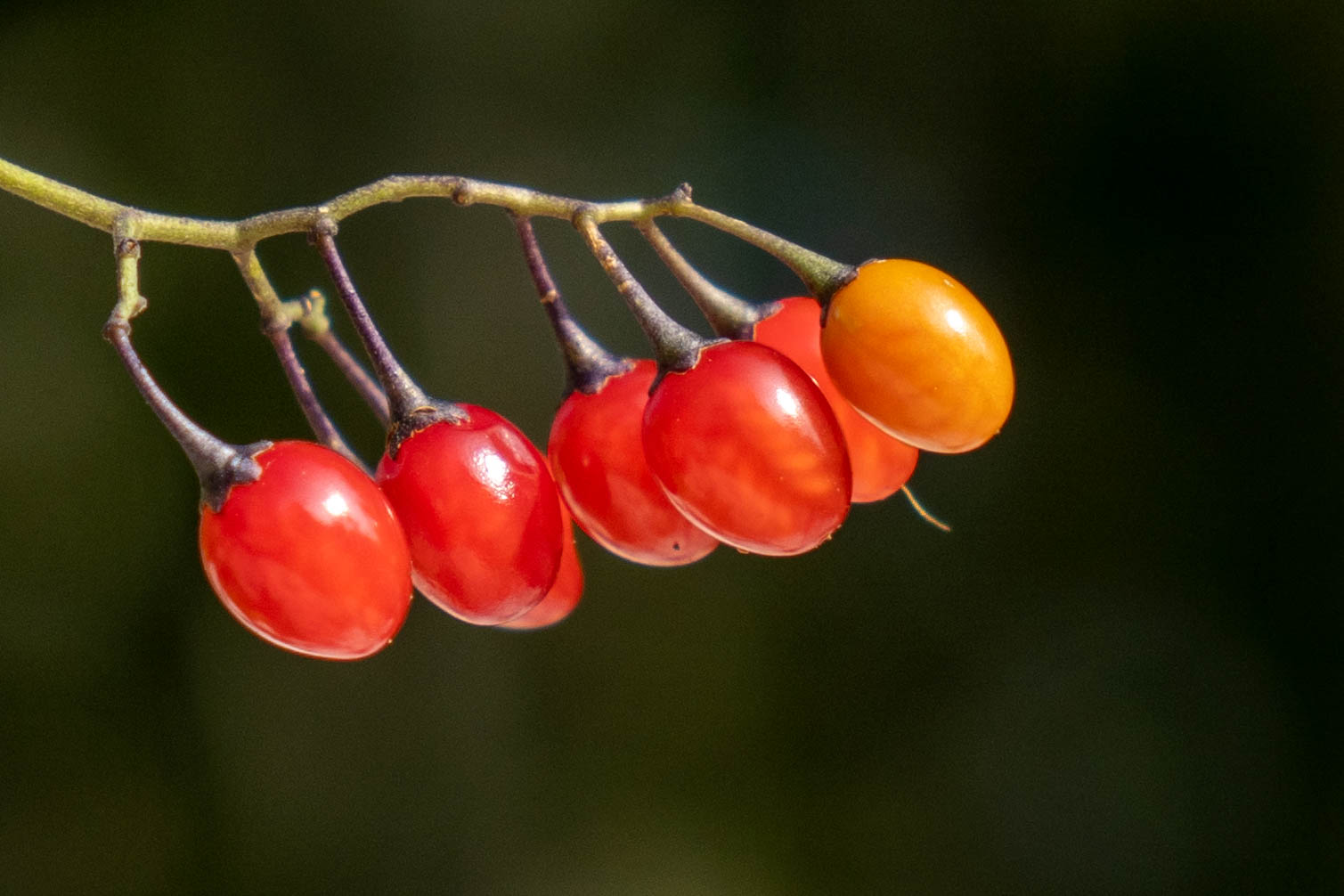 Berries in autumn