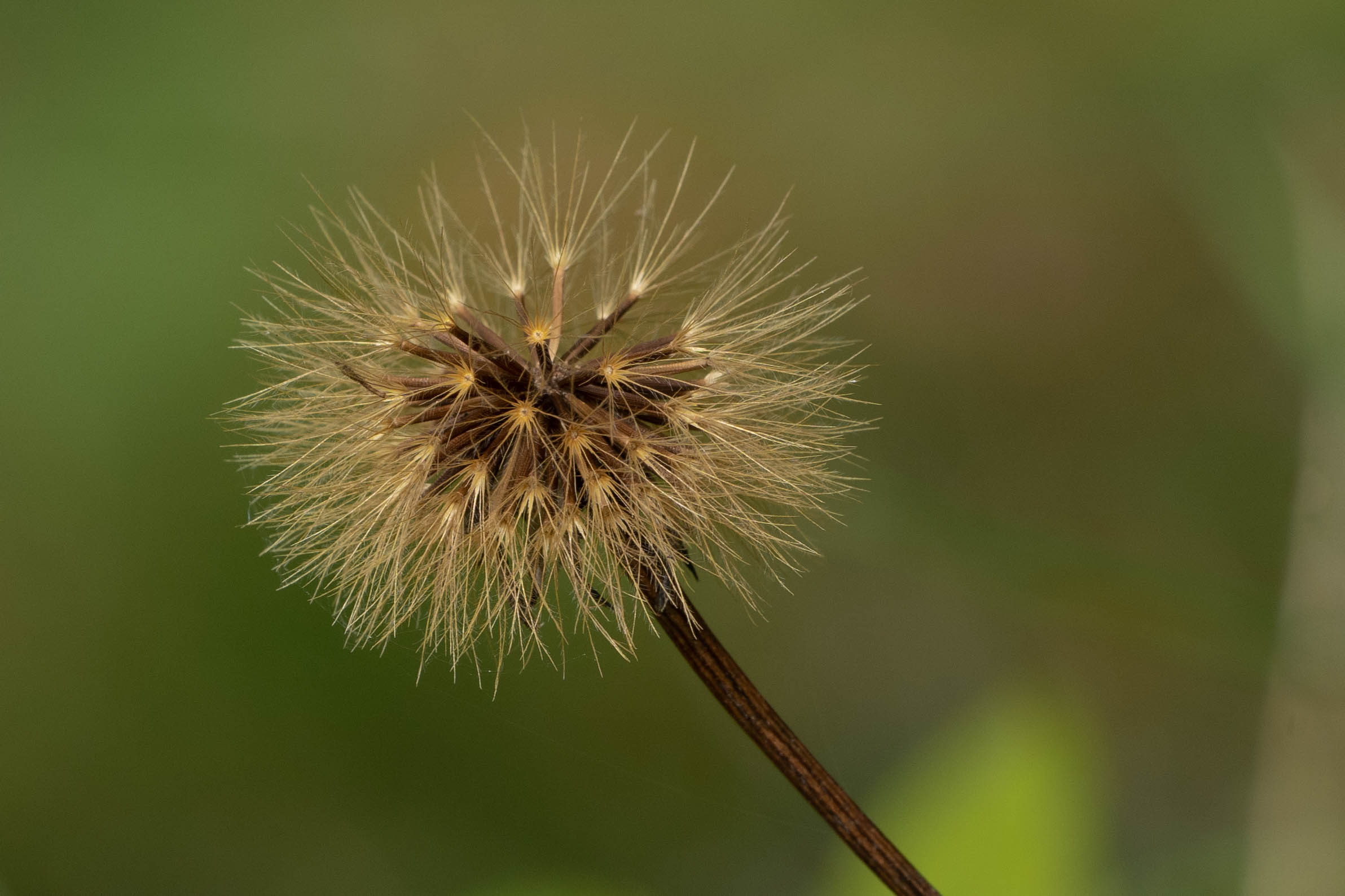 Dandelion in autumn