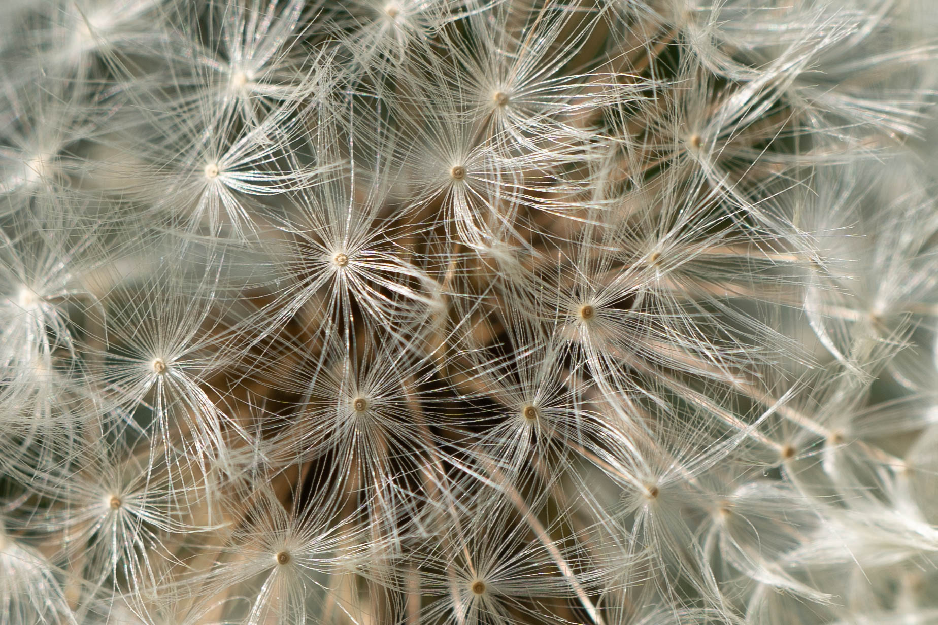 Detail of dandelion flower