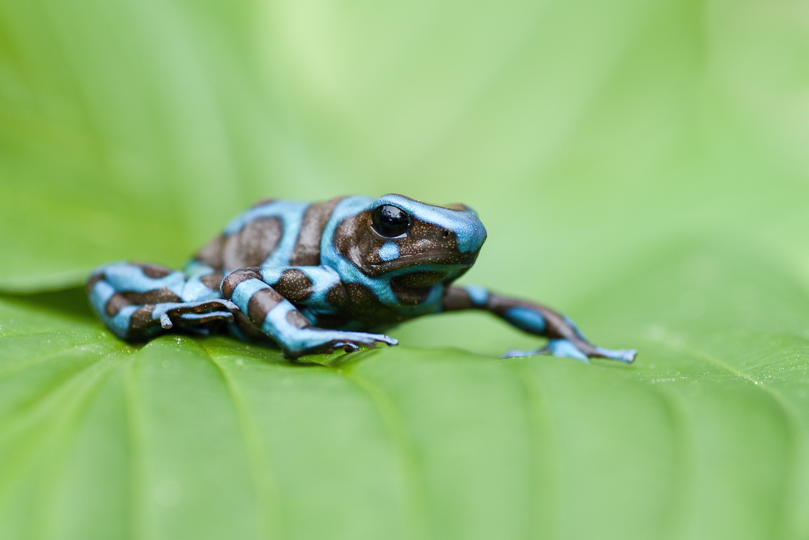 Frog from a Costa Rica- Dendrobates auratus II