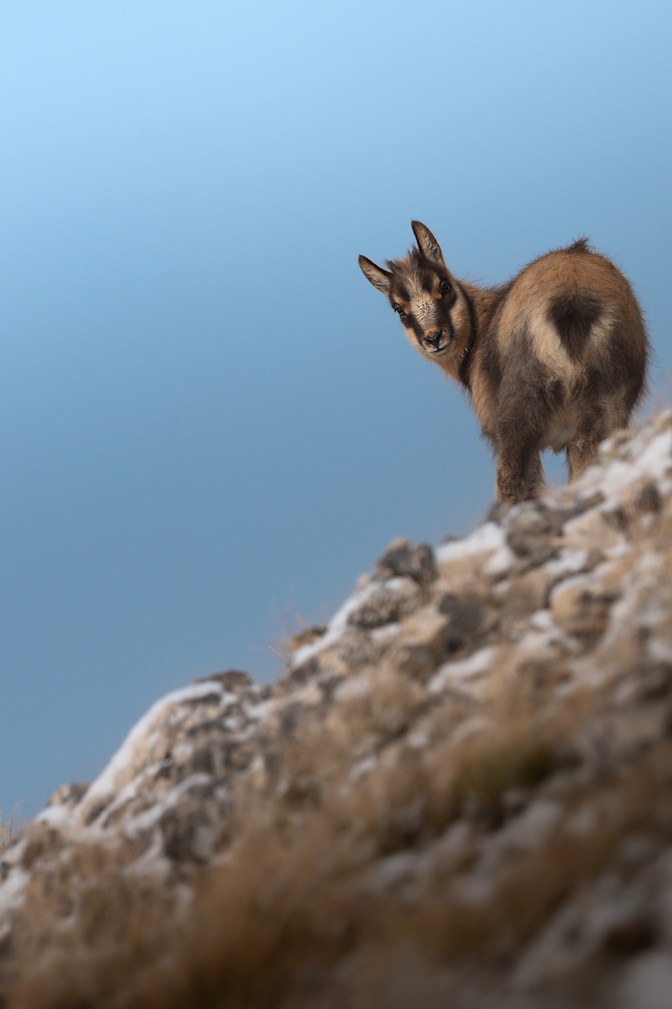 Giovane camoscio appenninico