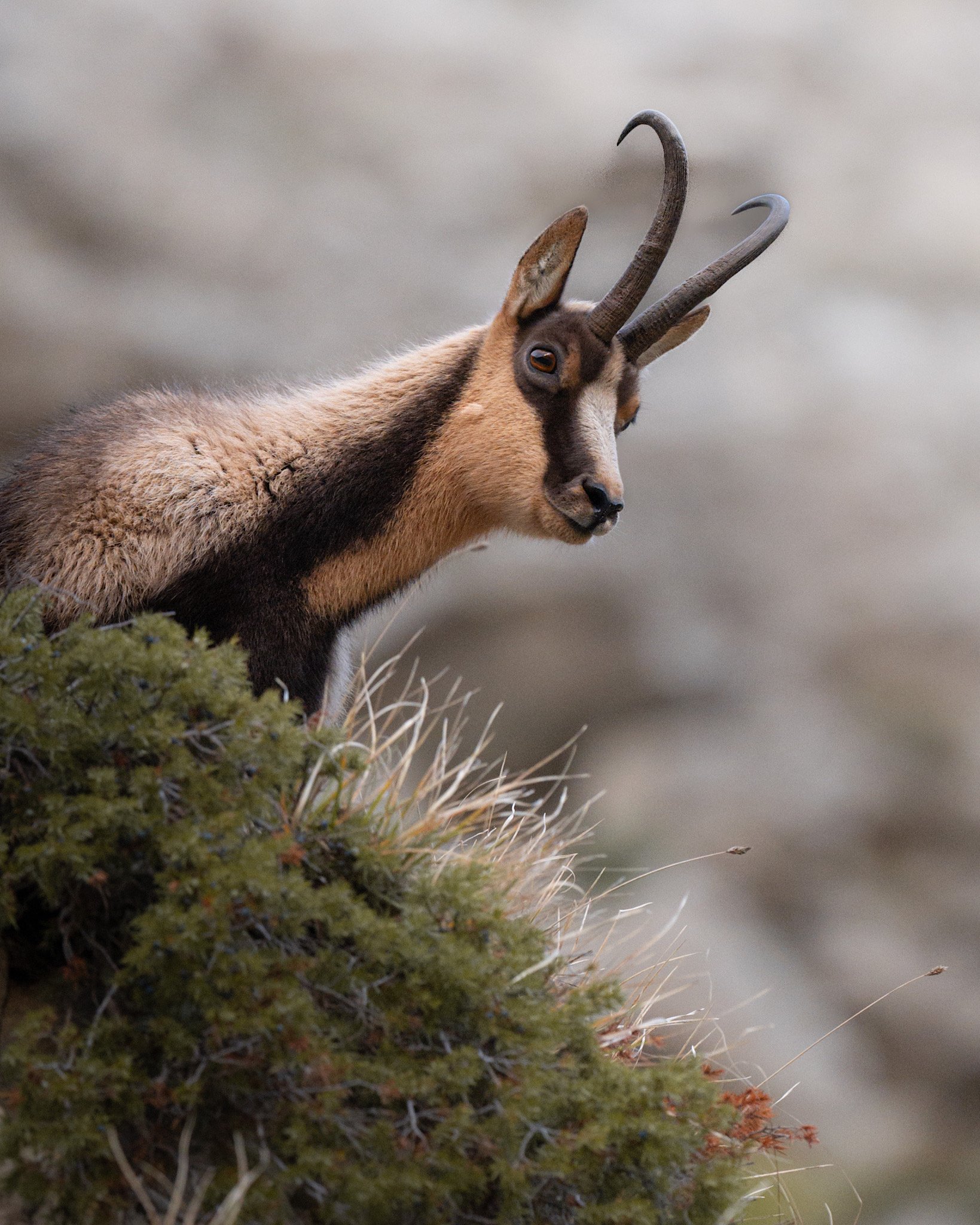 Camoscio appenninico in veste invernale