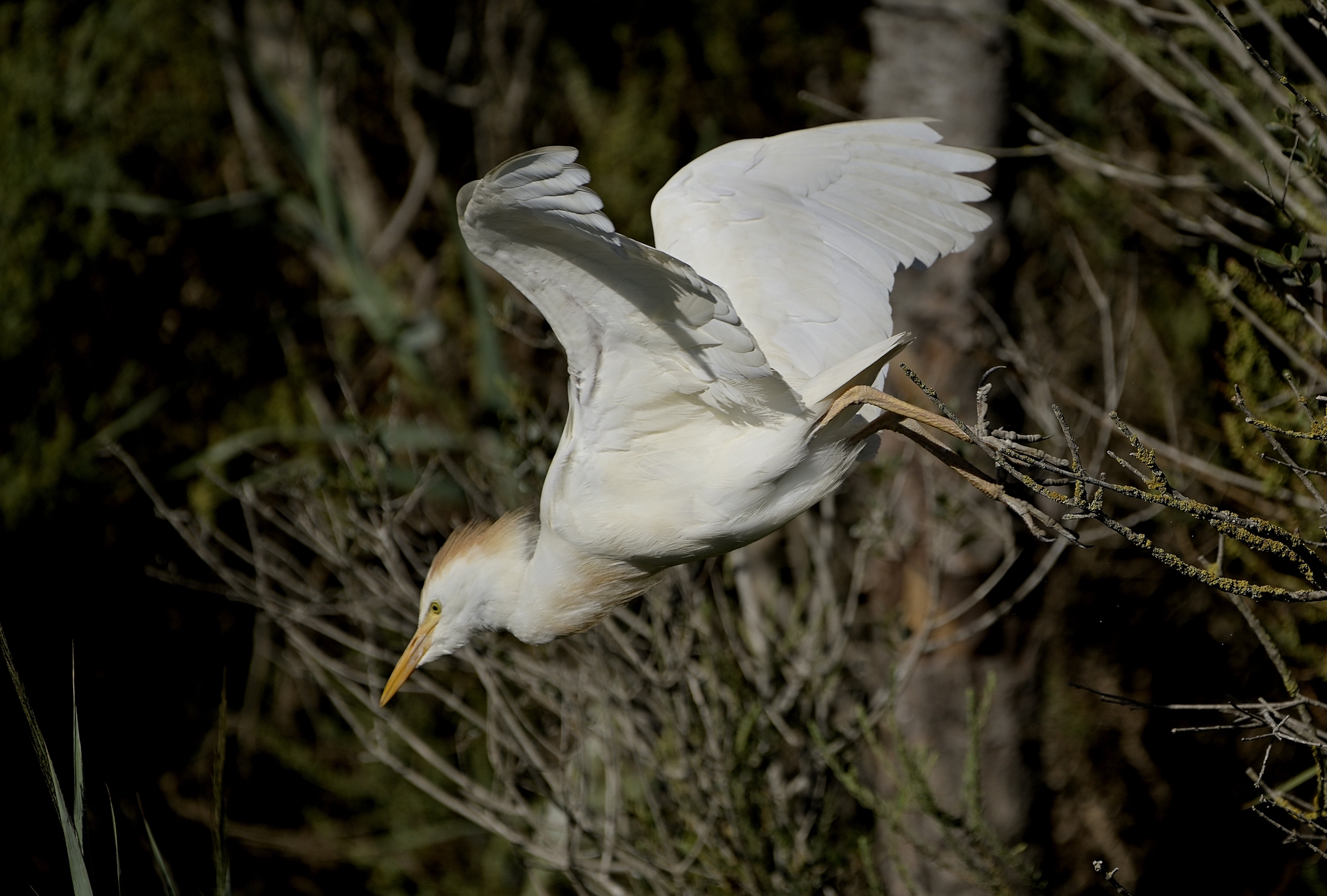 Cattle egret