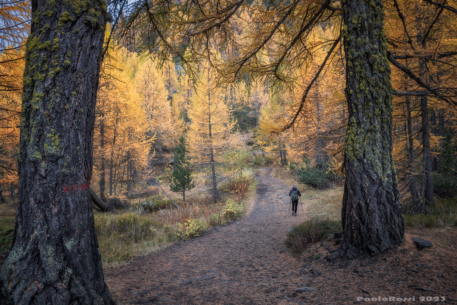 Passeggiata nel bosco...