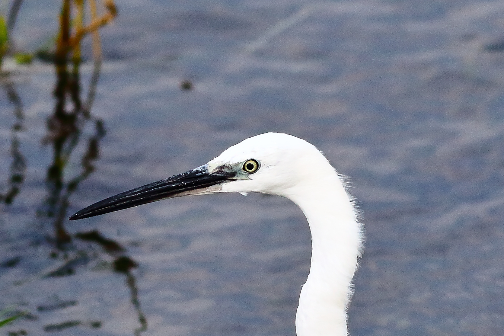 Little Egret 01 August 2023