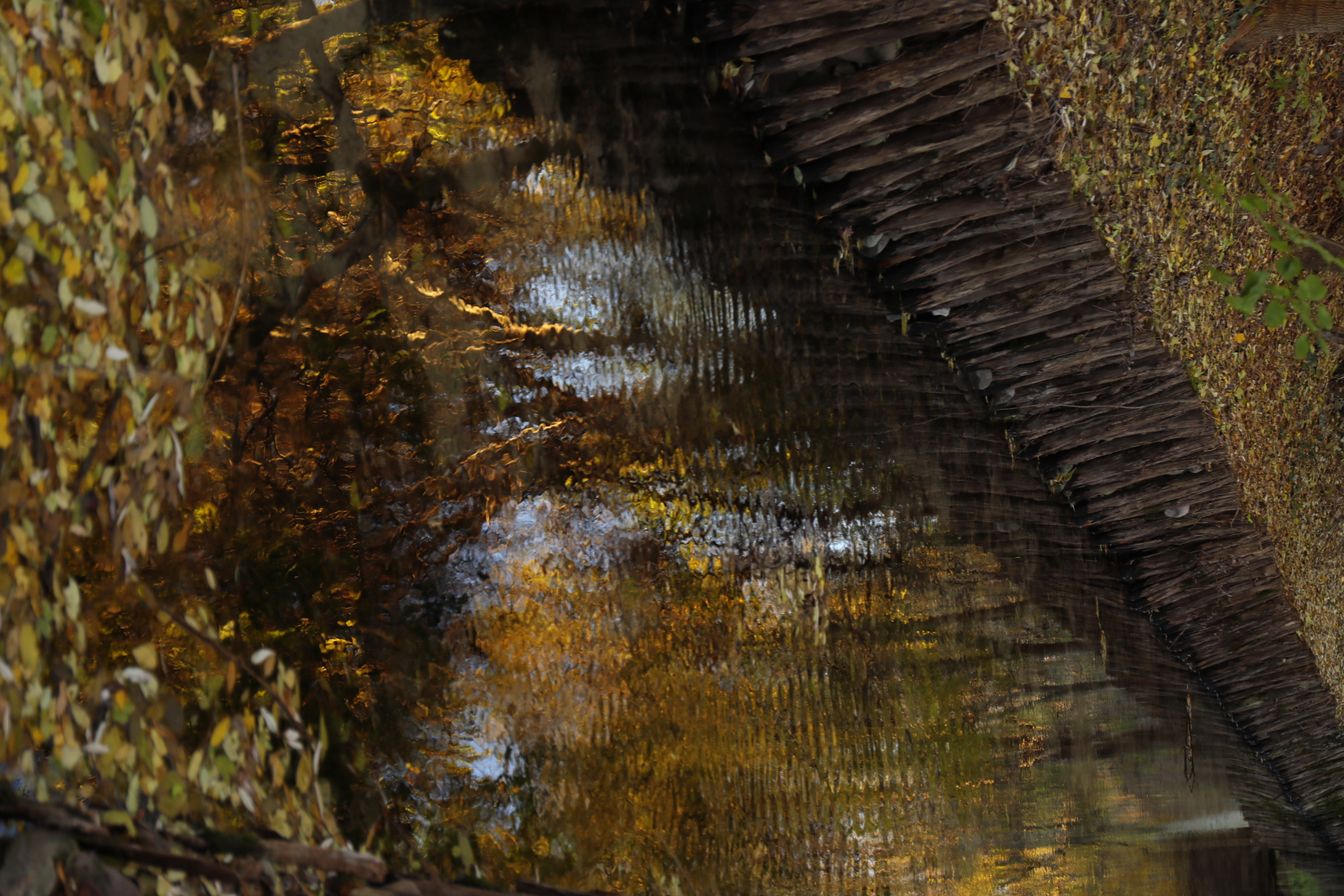 riflessi