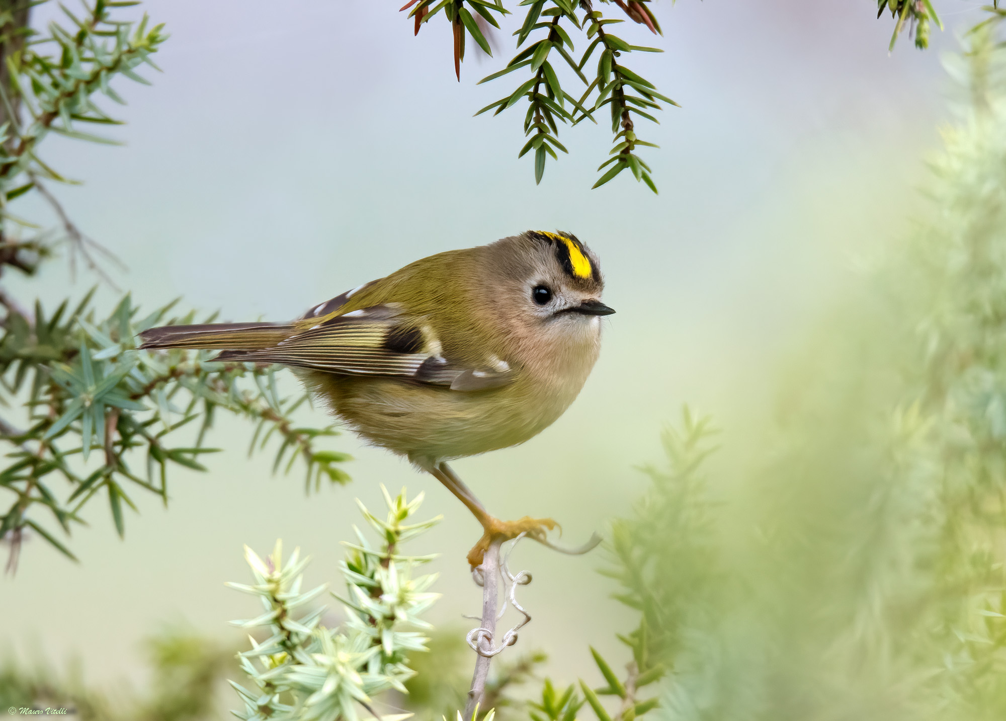 Regulus (Regulus regulus)