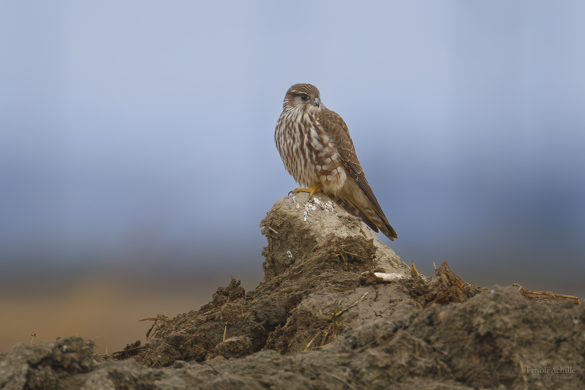 Merbeagle "Falco columbarius"