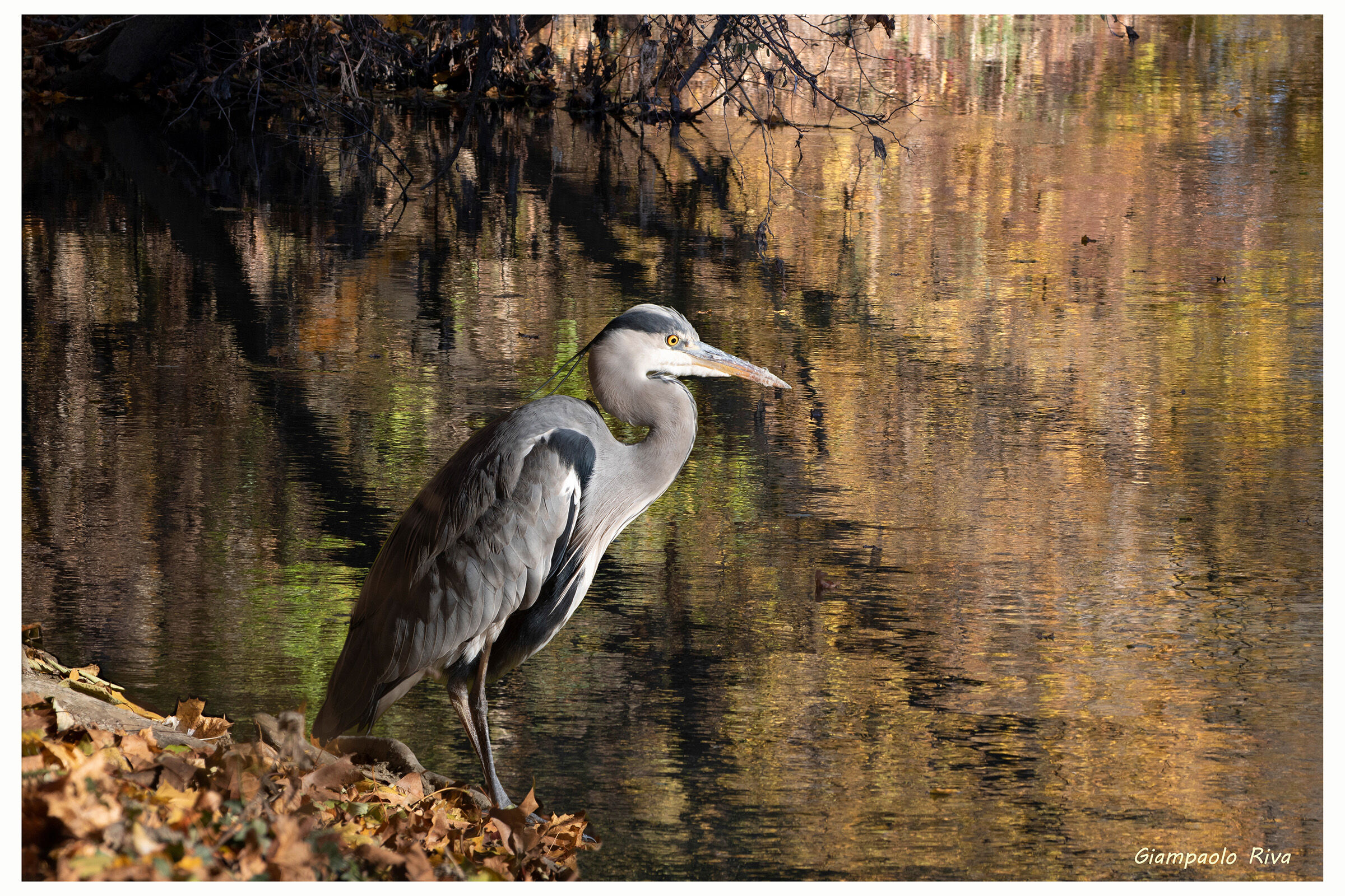 Grey heron on the Lambro in autumn