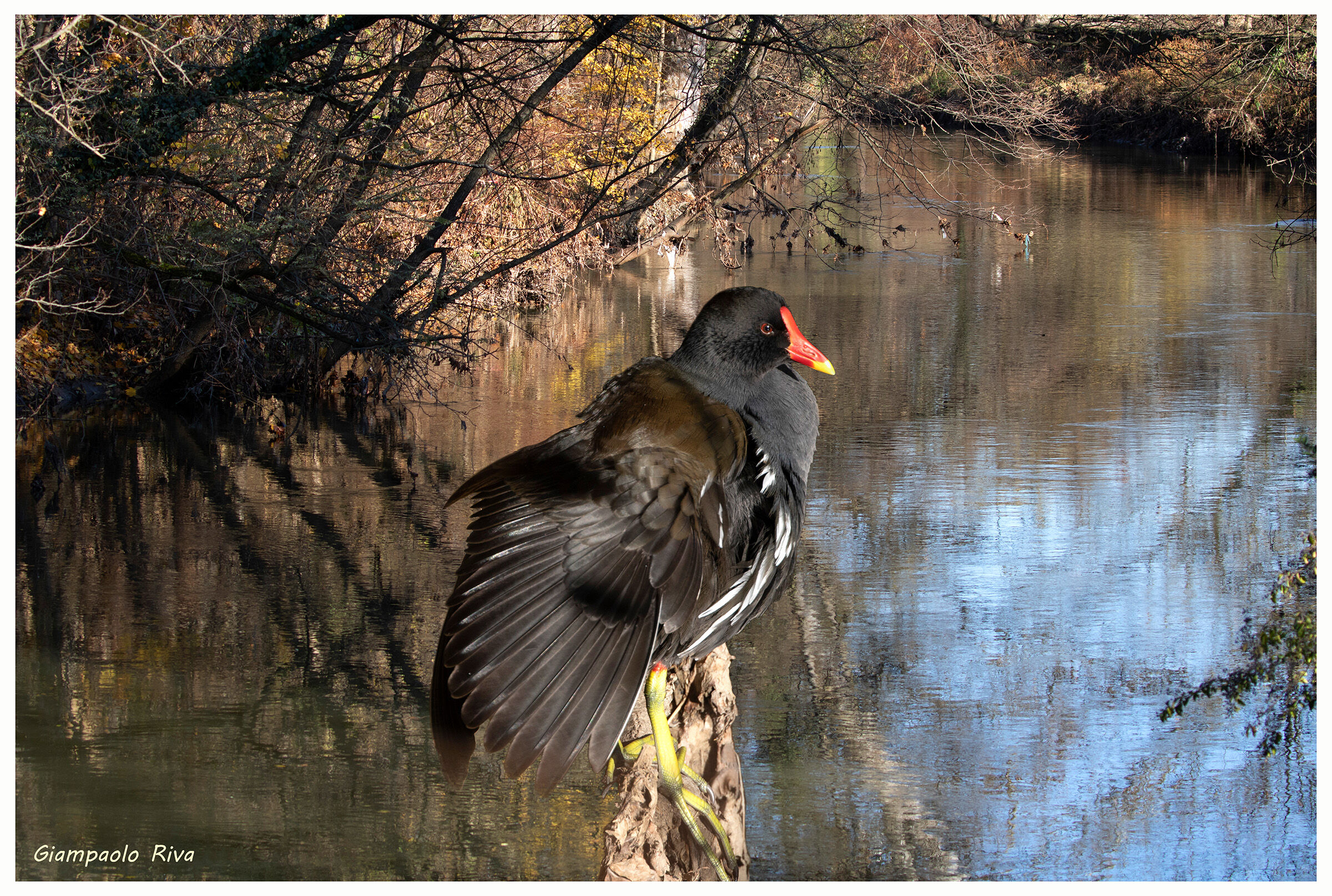 Gallinella d'acqua sul Lambro