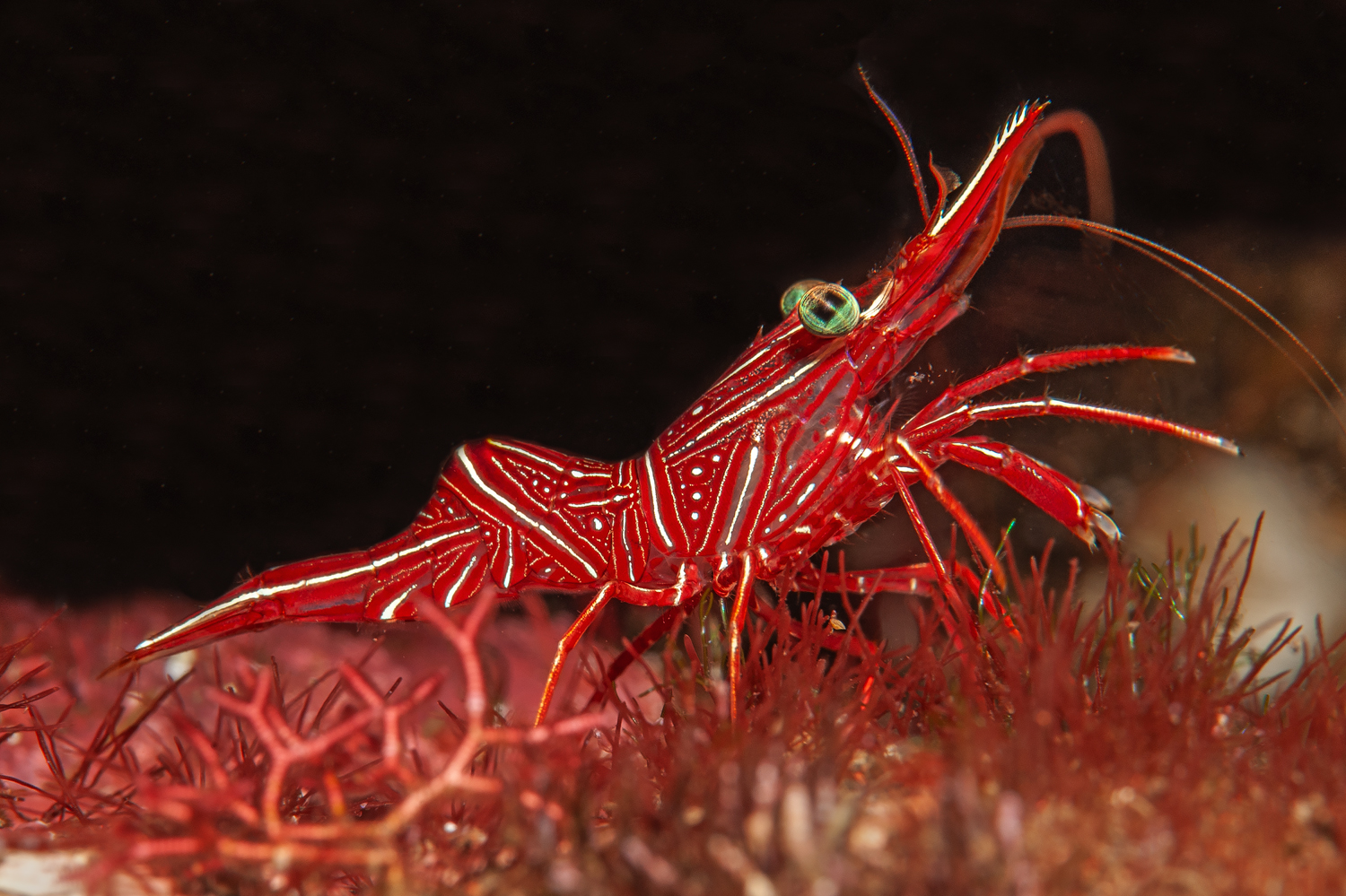 Rhynchocinetes-durbanensis