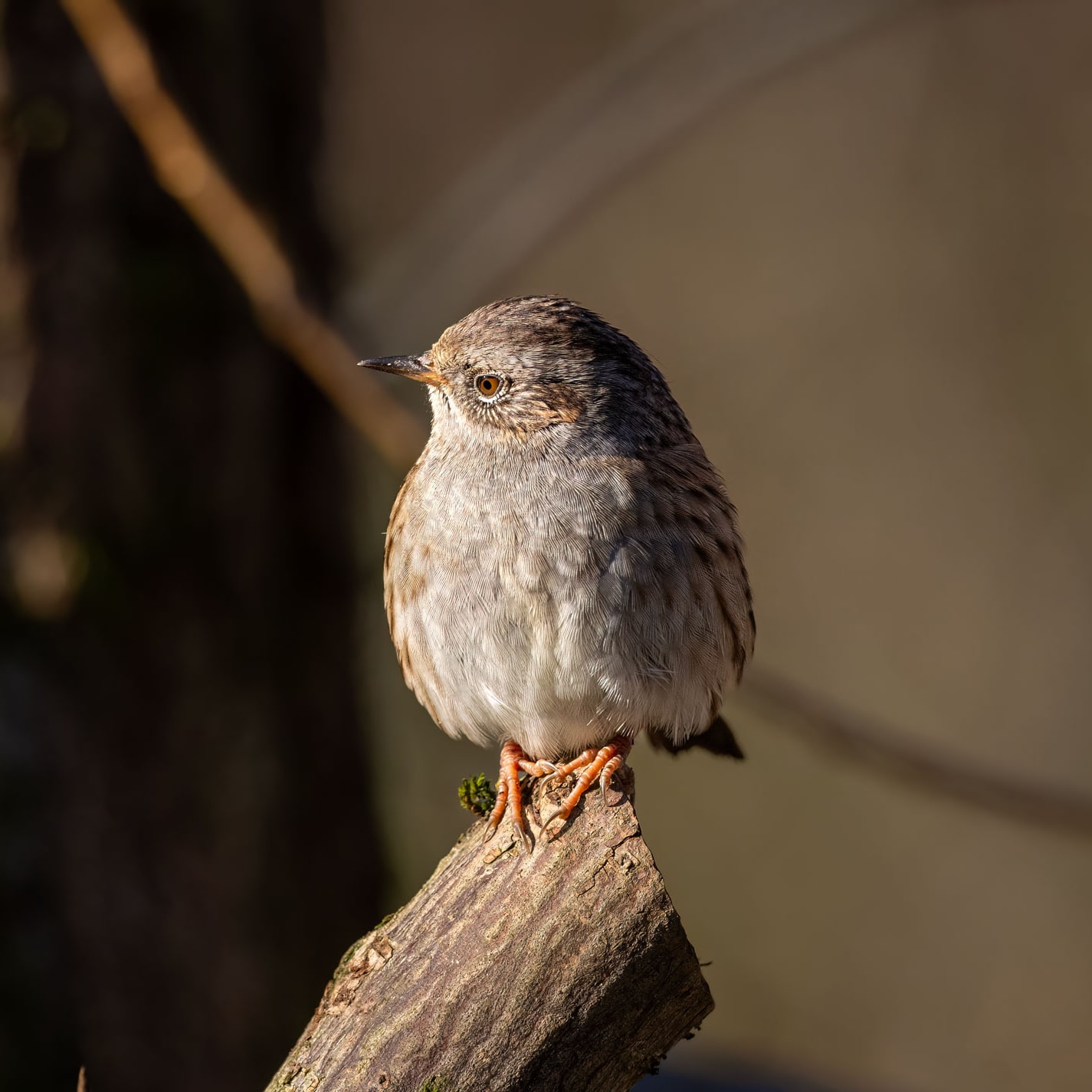Volevo essere una Civetta Nana