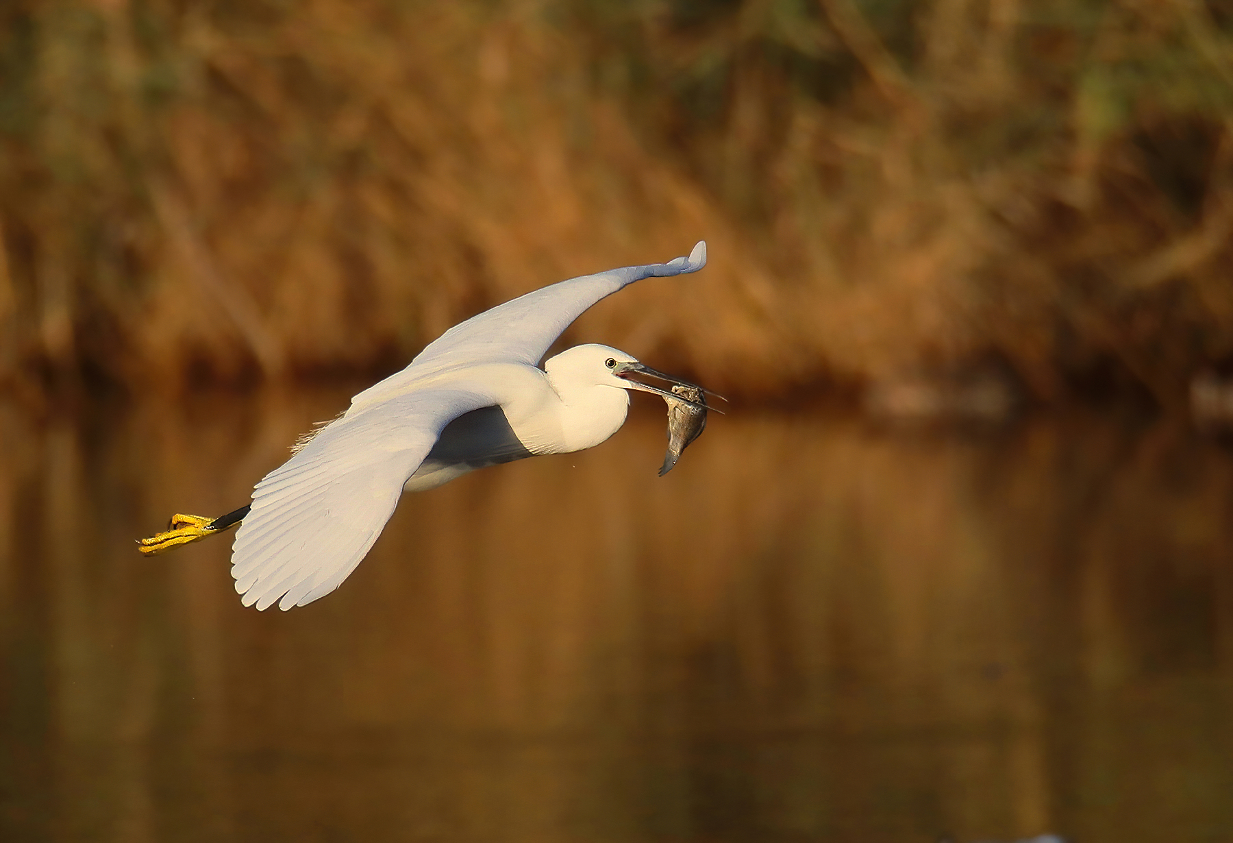 Egret in flight with prey