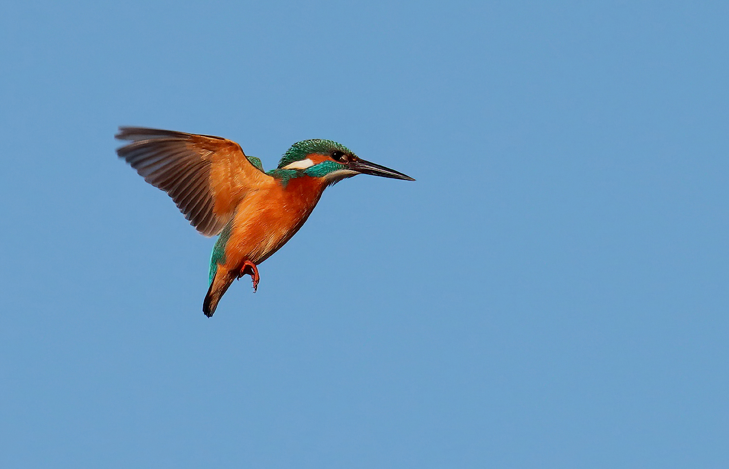 Martin pescatore in spirito santo