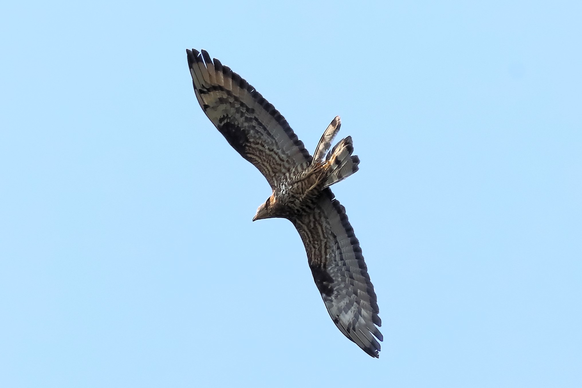 Honey buzzard 11-07-2023
