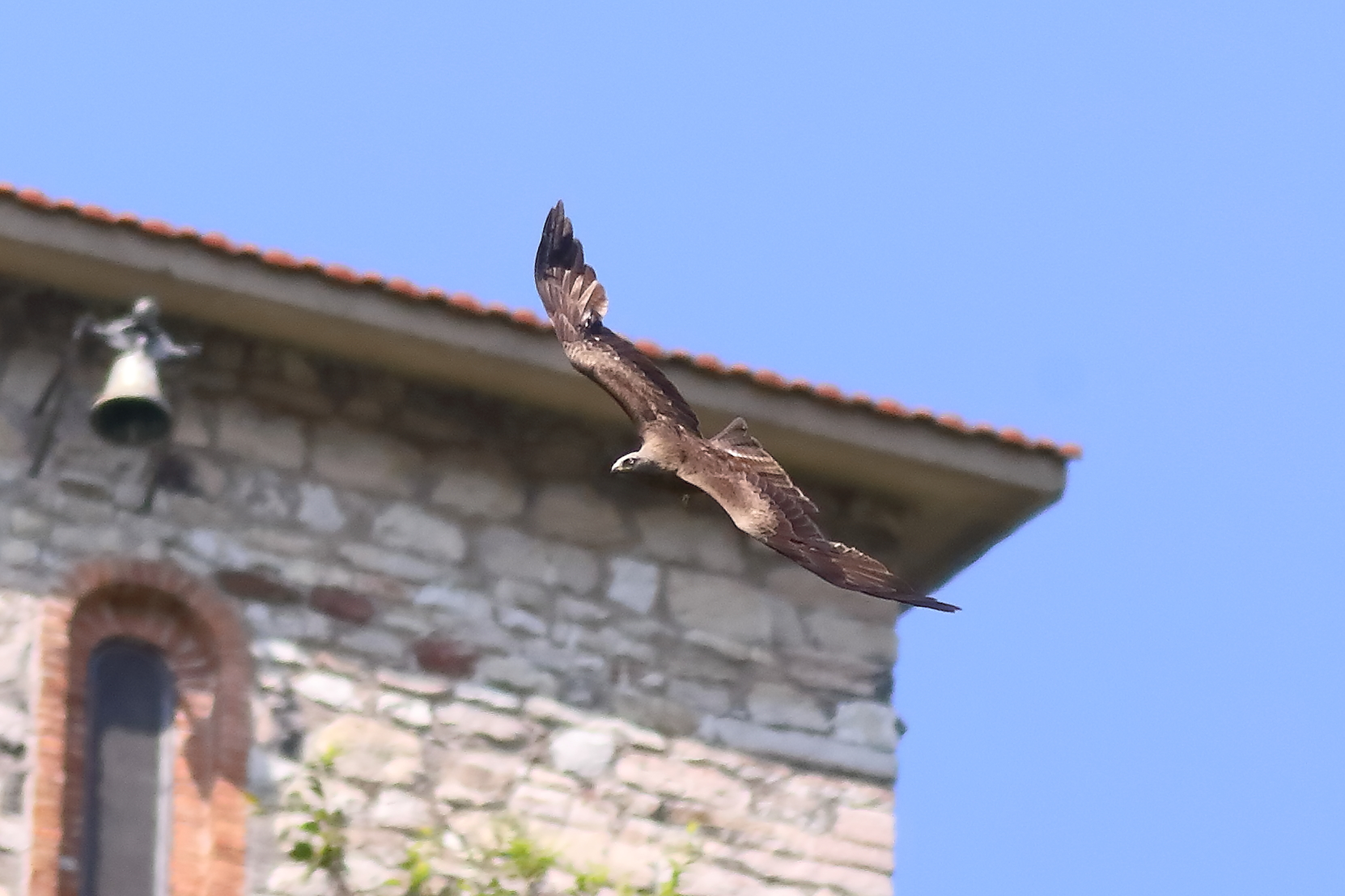 Black Kite 13-07-2023