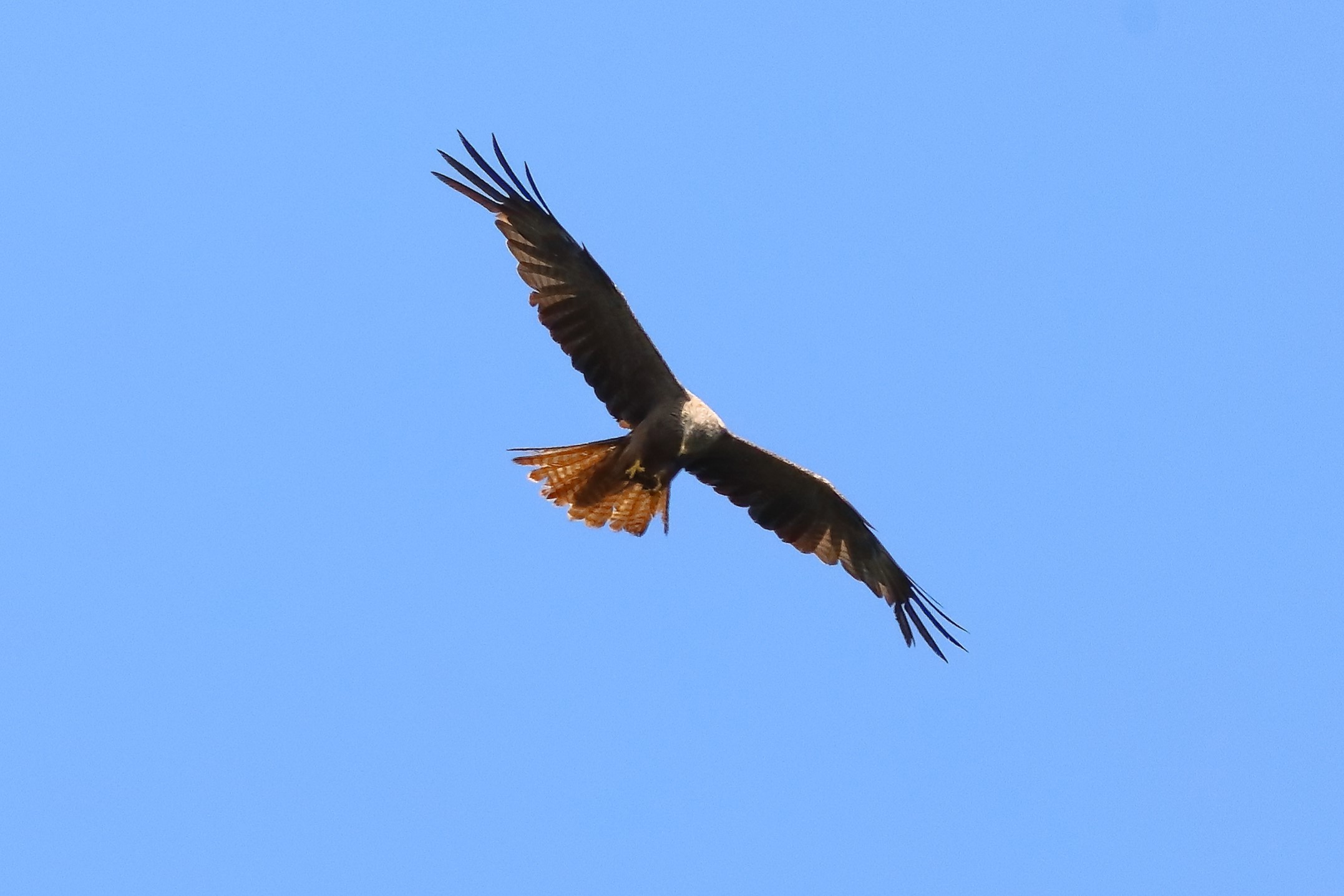 Black Kite 21-07-2023
