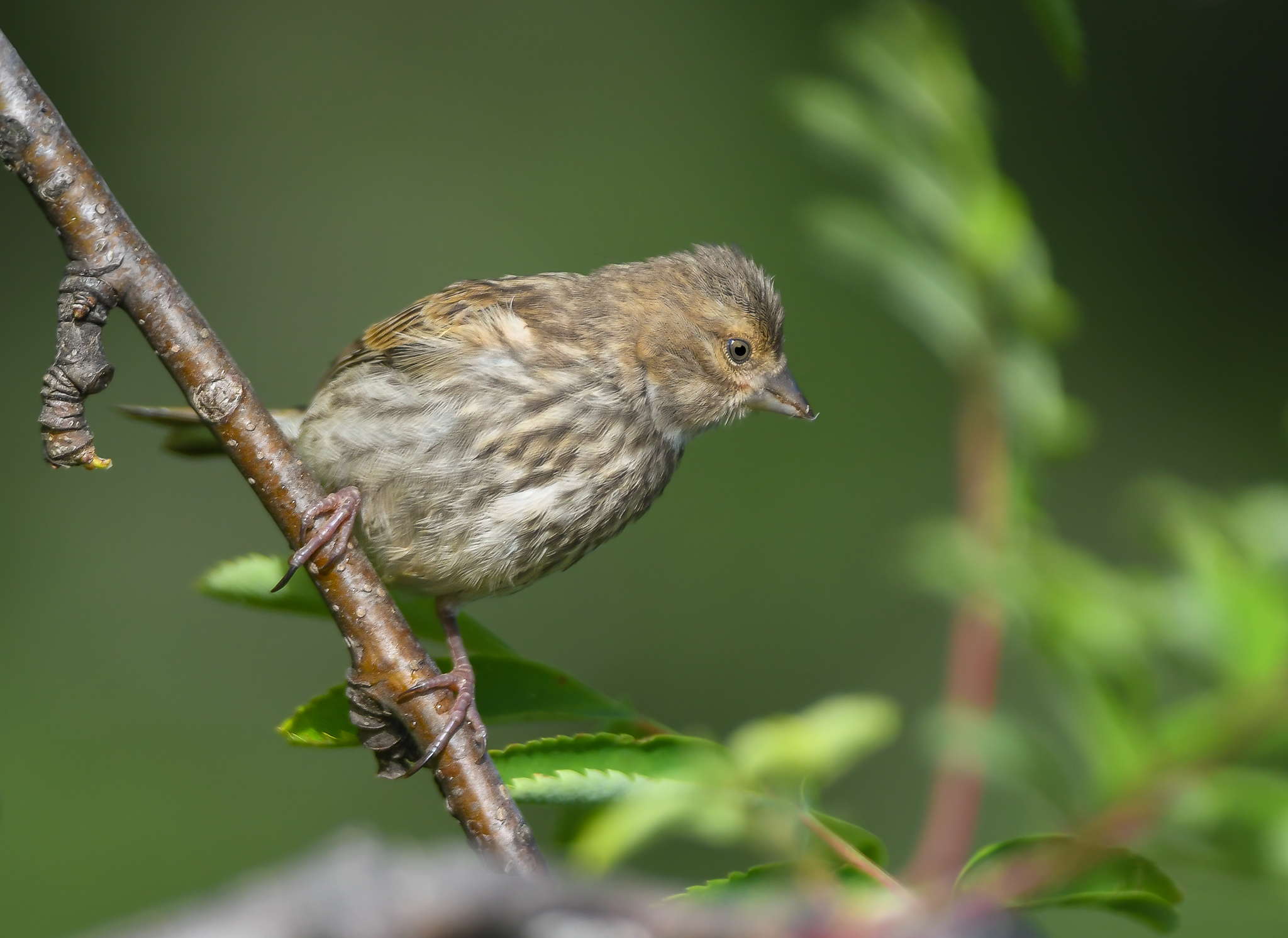 Fin is an essentially granivorous bird