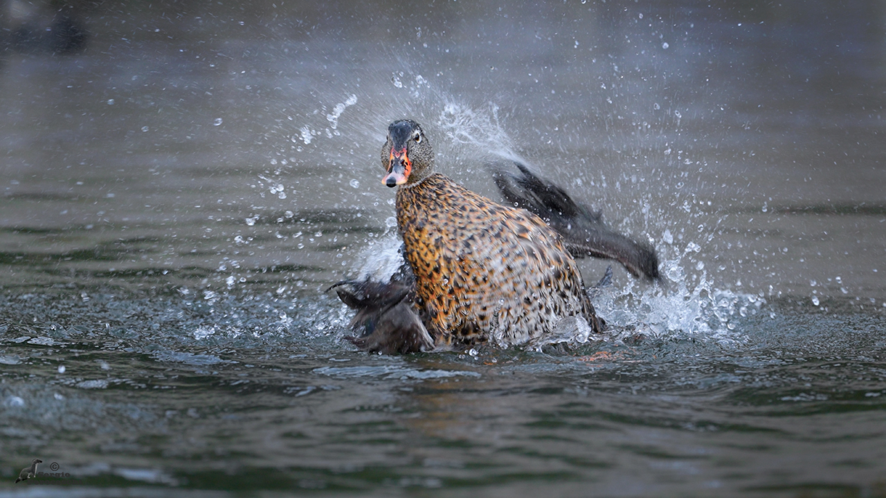 Morning wash at -4 degrees