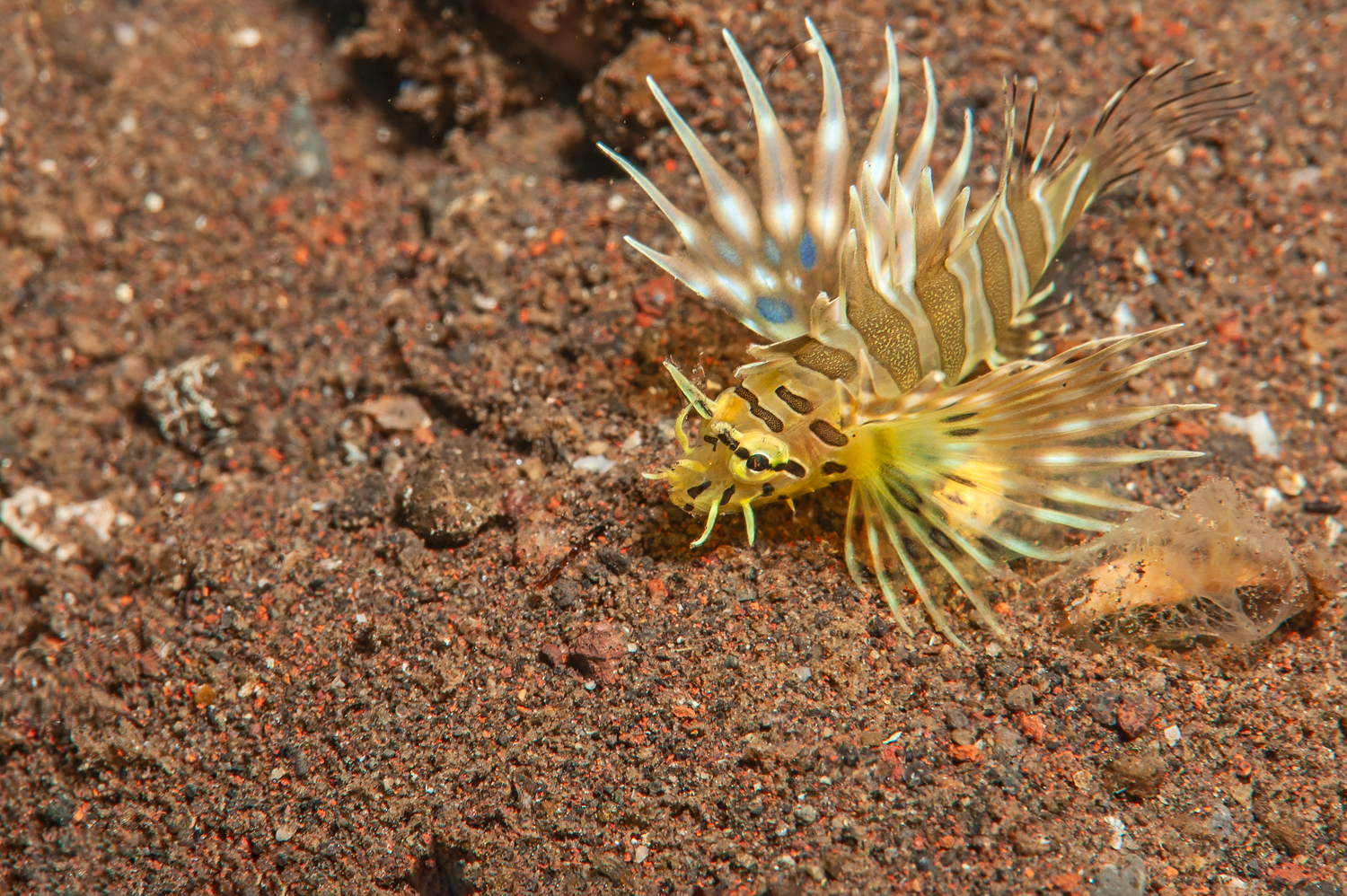 Pterois antennata stadio giovanile 3cm
