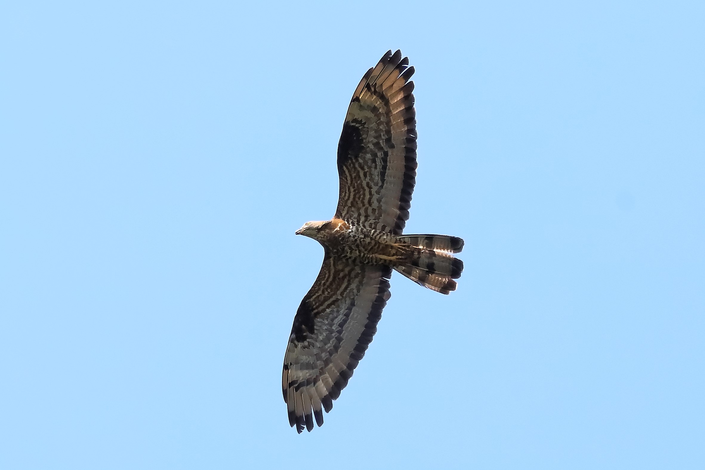 Honey buzzard 11-07-2023